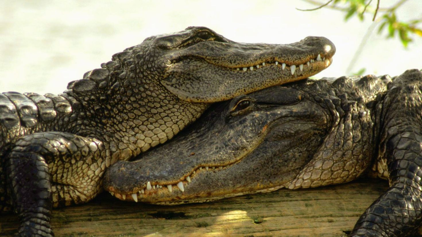 Крокодил картинка. Крокодил Аллигатор Кайман. Гребнистый крокодил Густав. Нильский Аллигатор. Нильский крокодил Crocodylus niloticus.