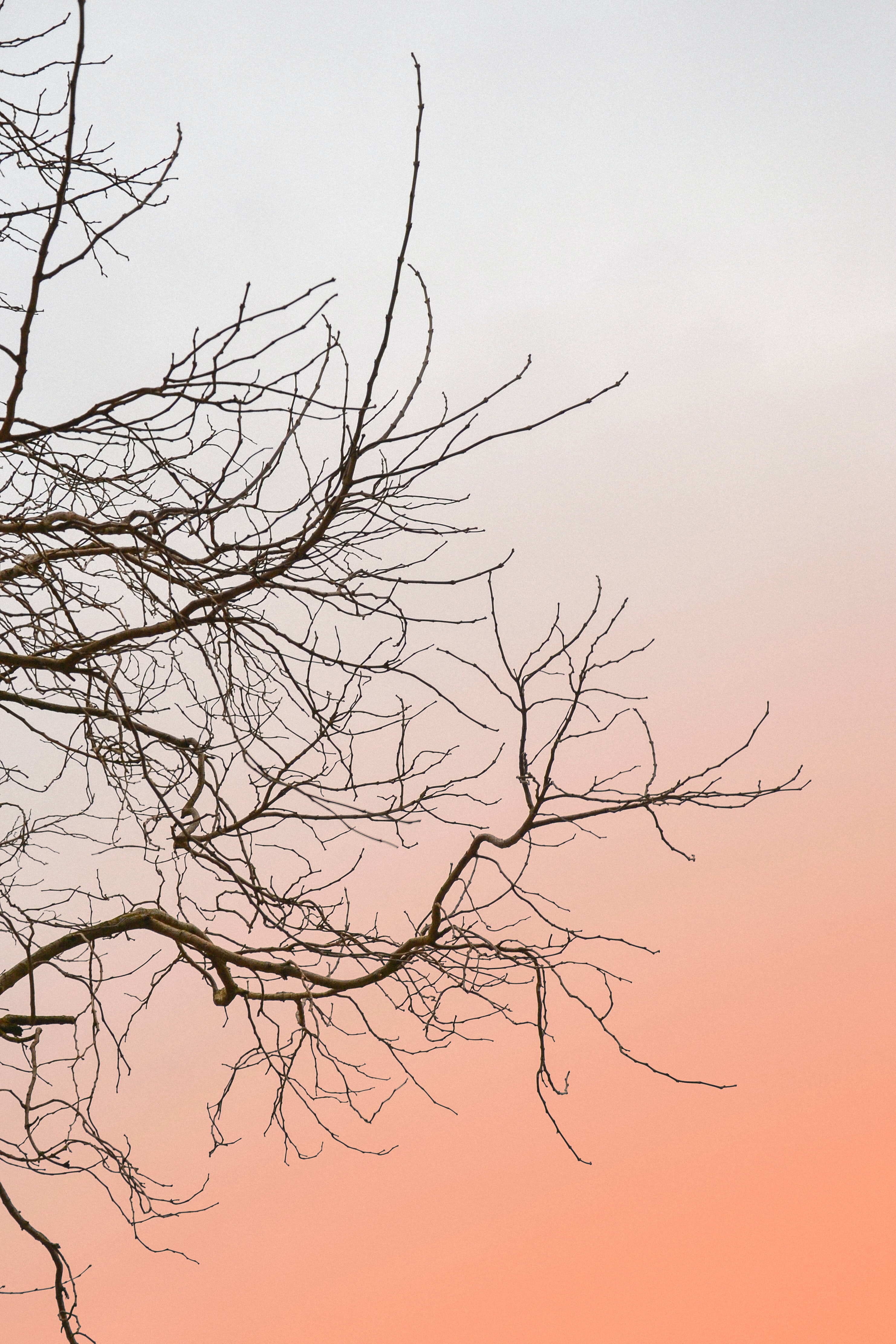 minimalism, sky, wood, tree, branches wallpaper for mobile