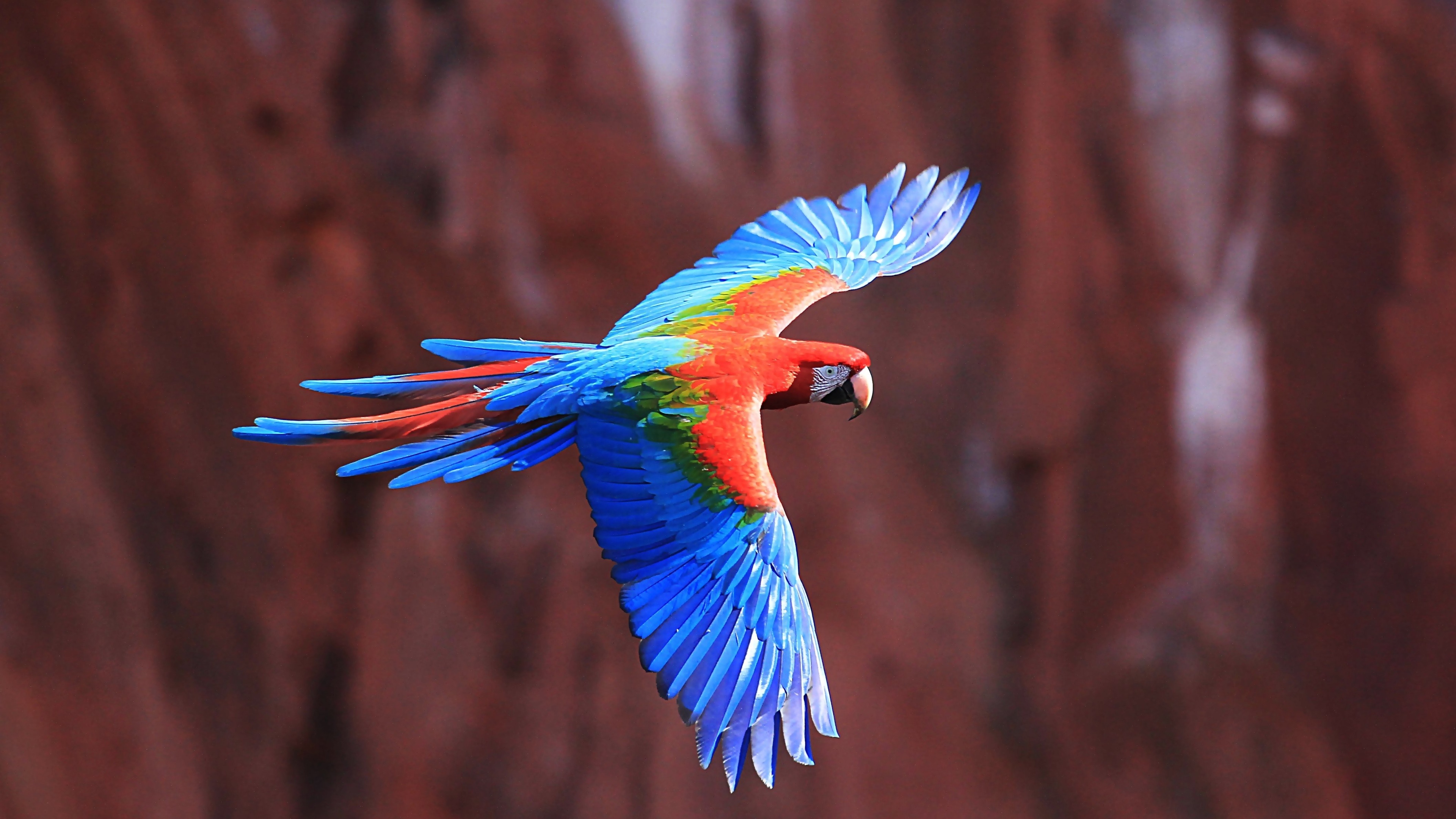 birds, animal, red and green macaw, flight, macaw, parrot