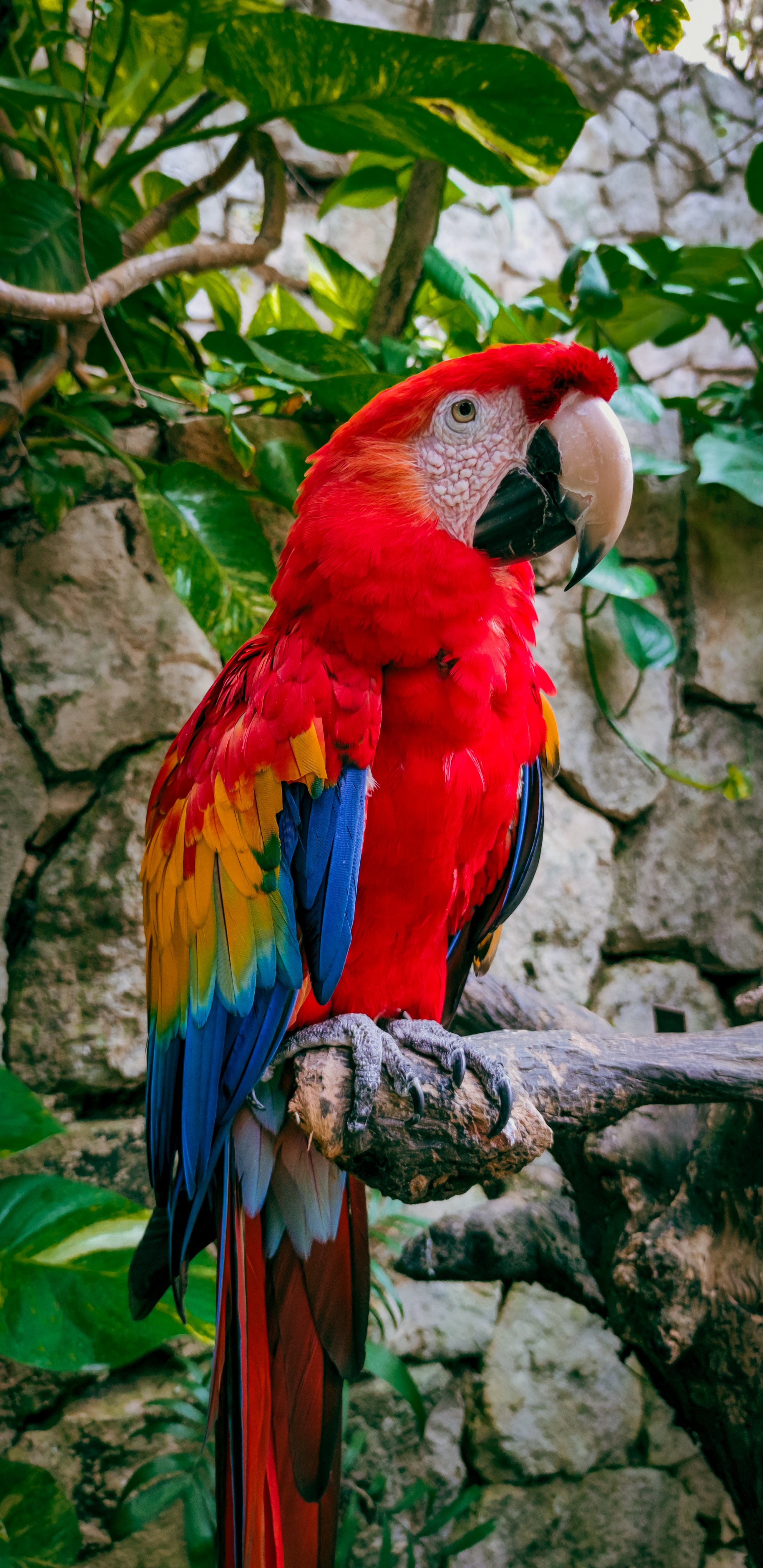 vertical wallpaper parrots, animals, leaves, bird, branches, macaw