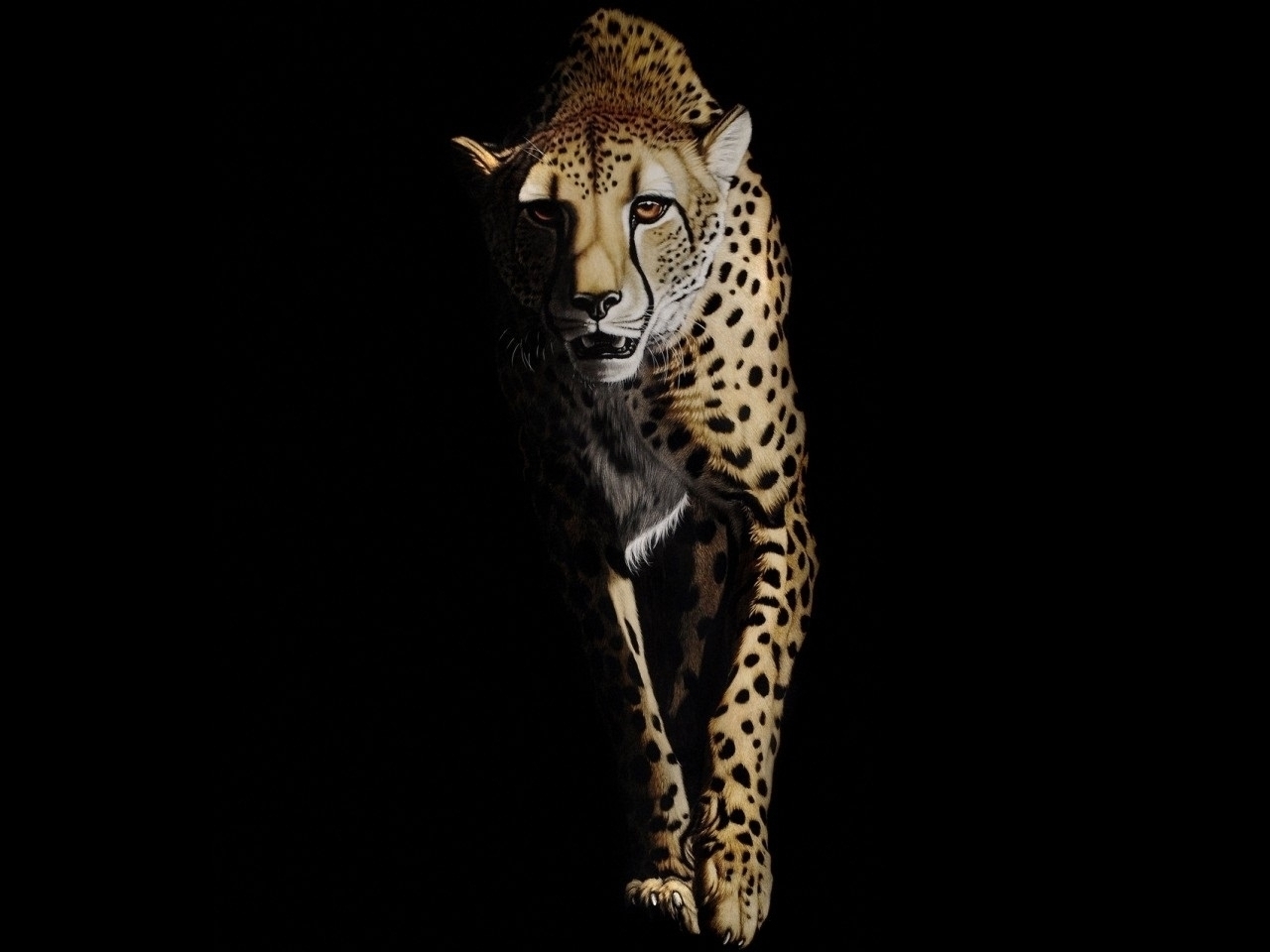 cheetah, animals, black UHD