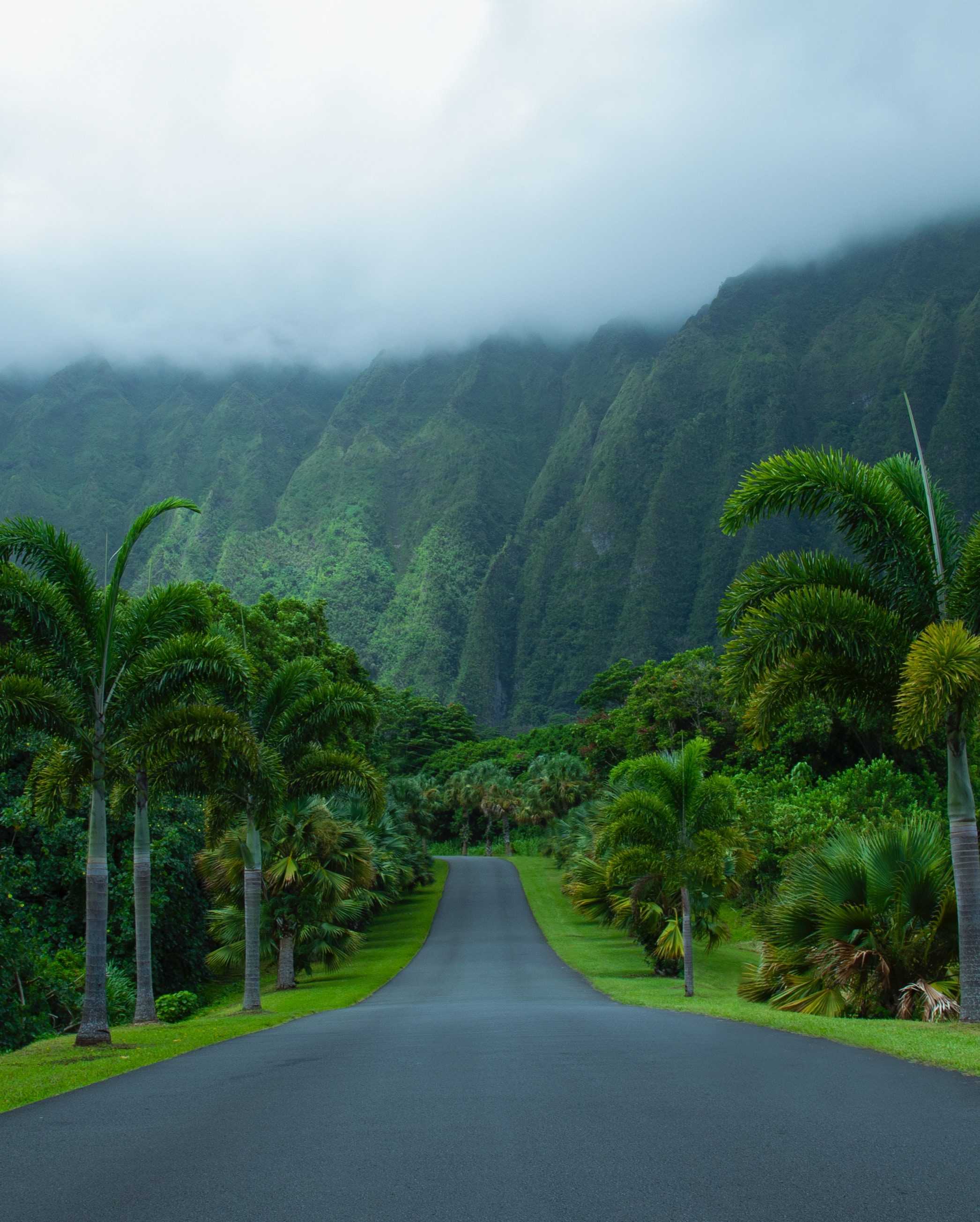 nature, palms, asphalt, mountains, road for android
