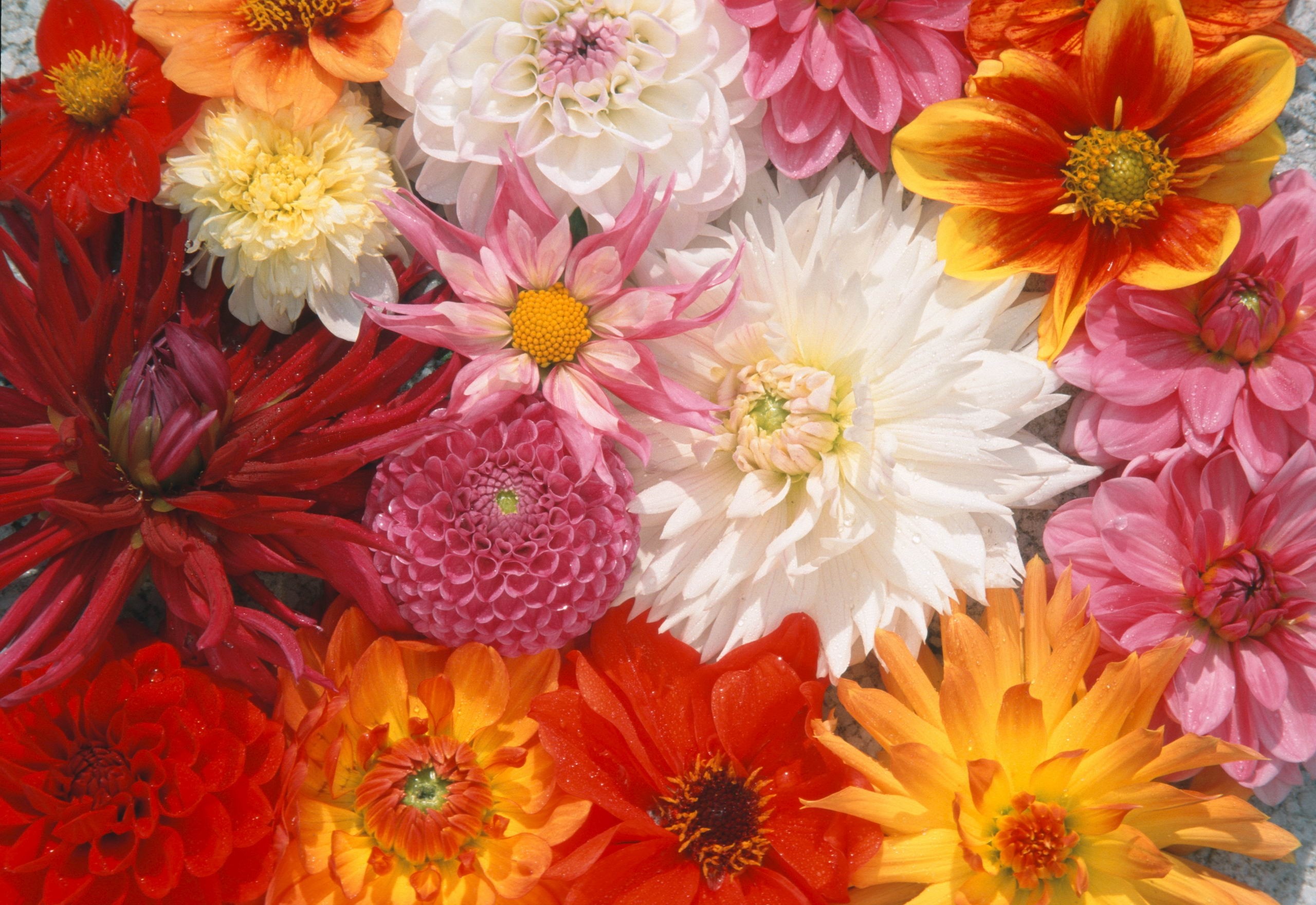 картинки букет цветов георгины