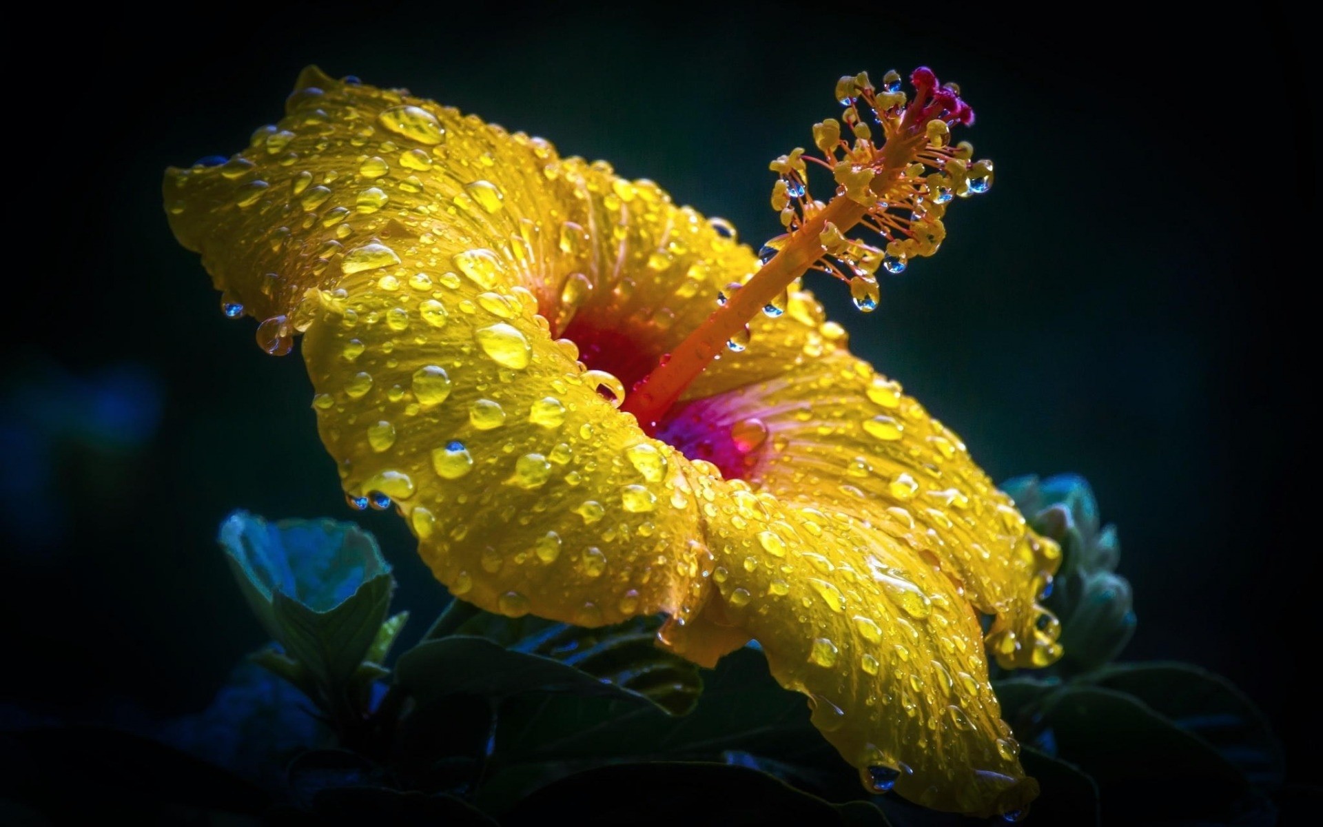 hibiscus, flowers, earth, close up, flower, water drop, yellow flower