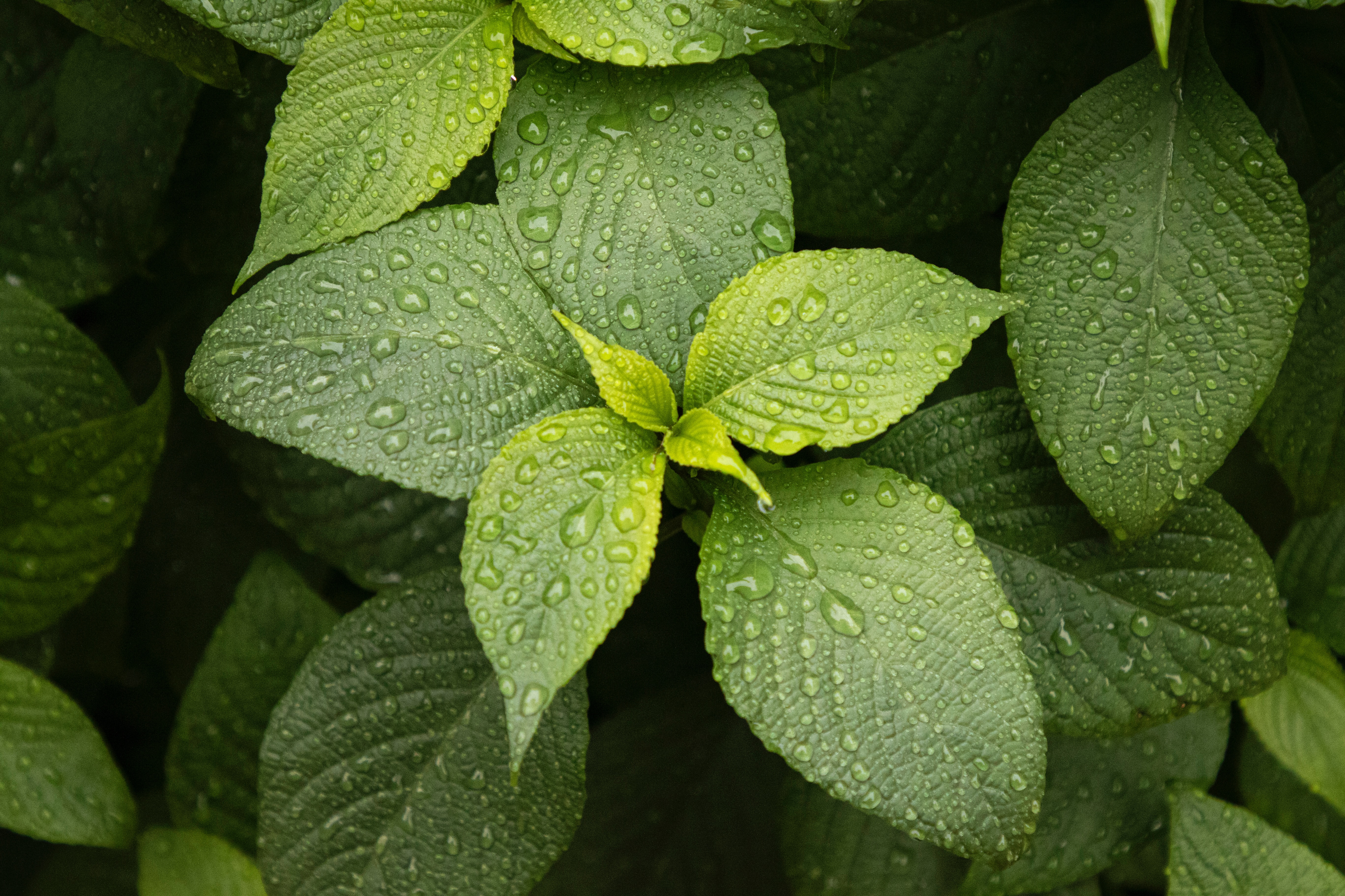 plant, drops, leaves, green, macro HD wallpaper