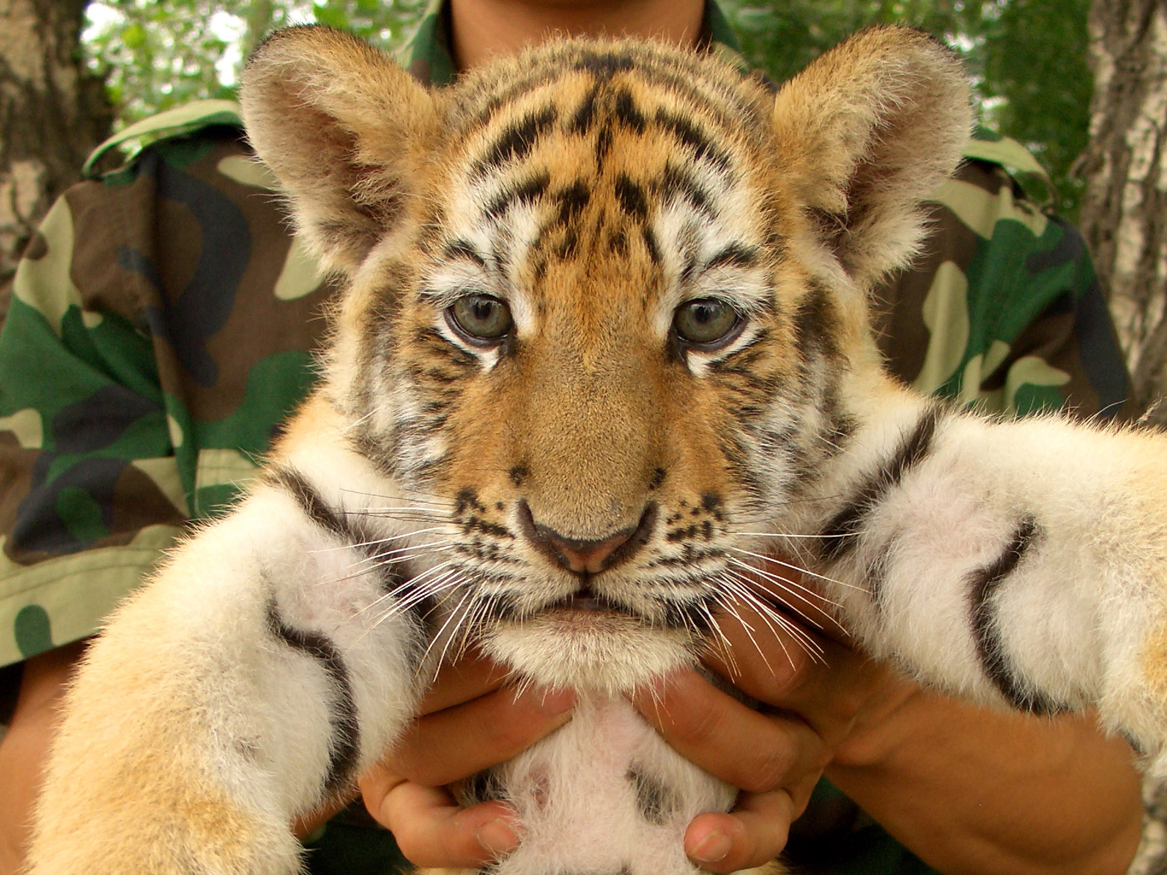 animals, young, muzzle, hands, tiger, kid, tot, joey, tiger cub