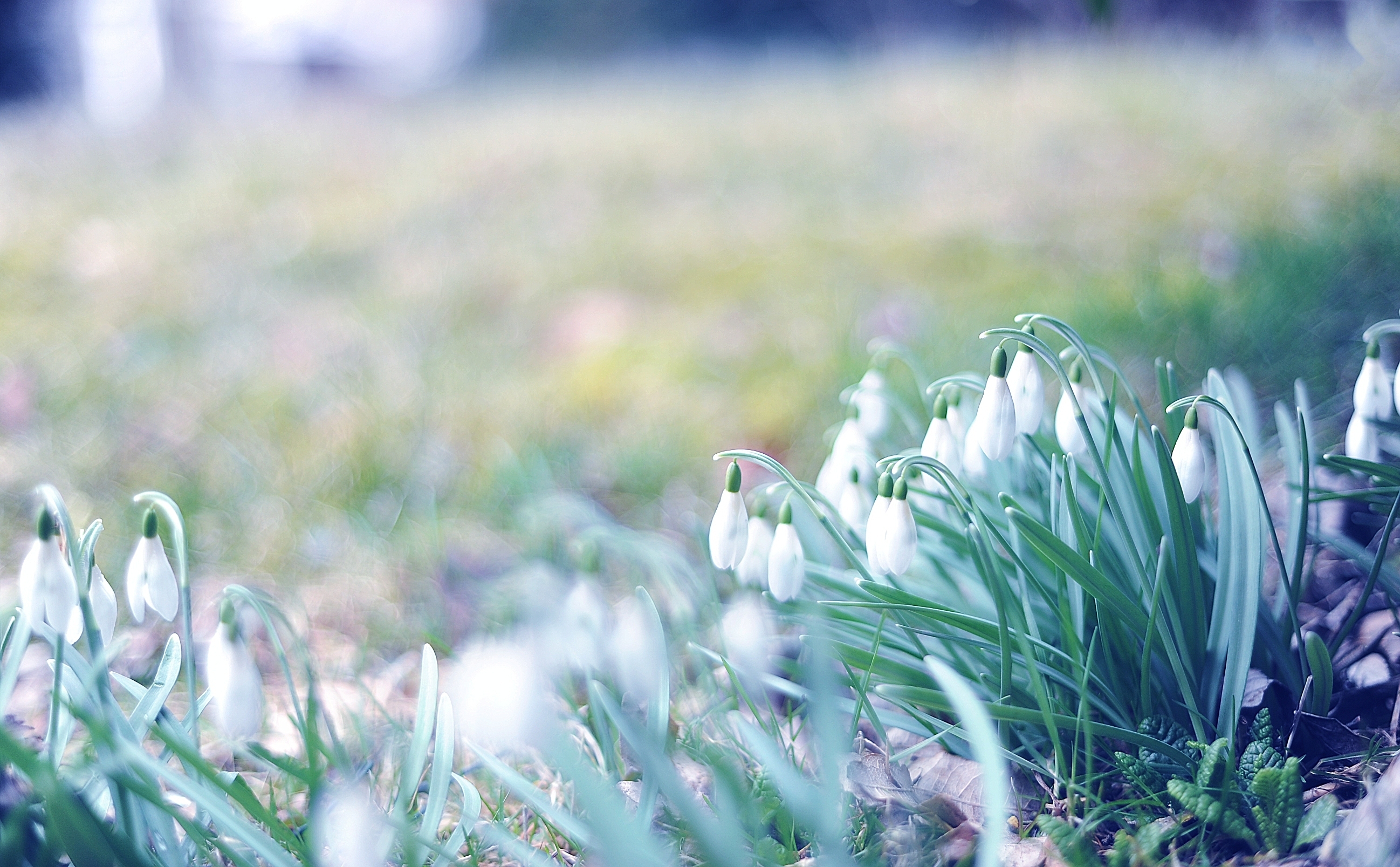 Snowdrops grass, nature, light, shine 8k Backgrounds