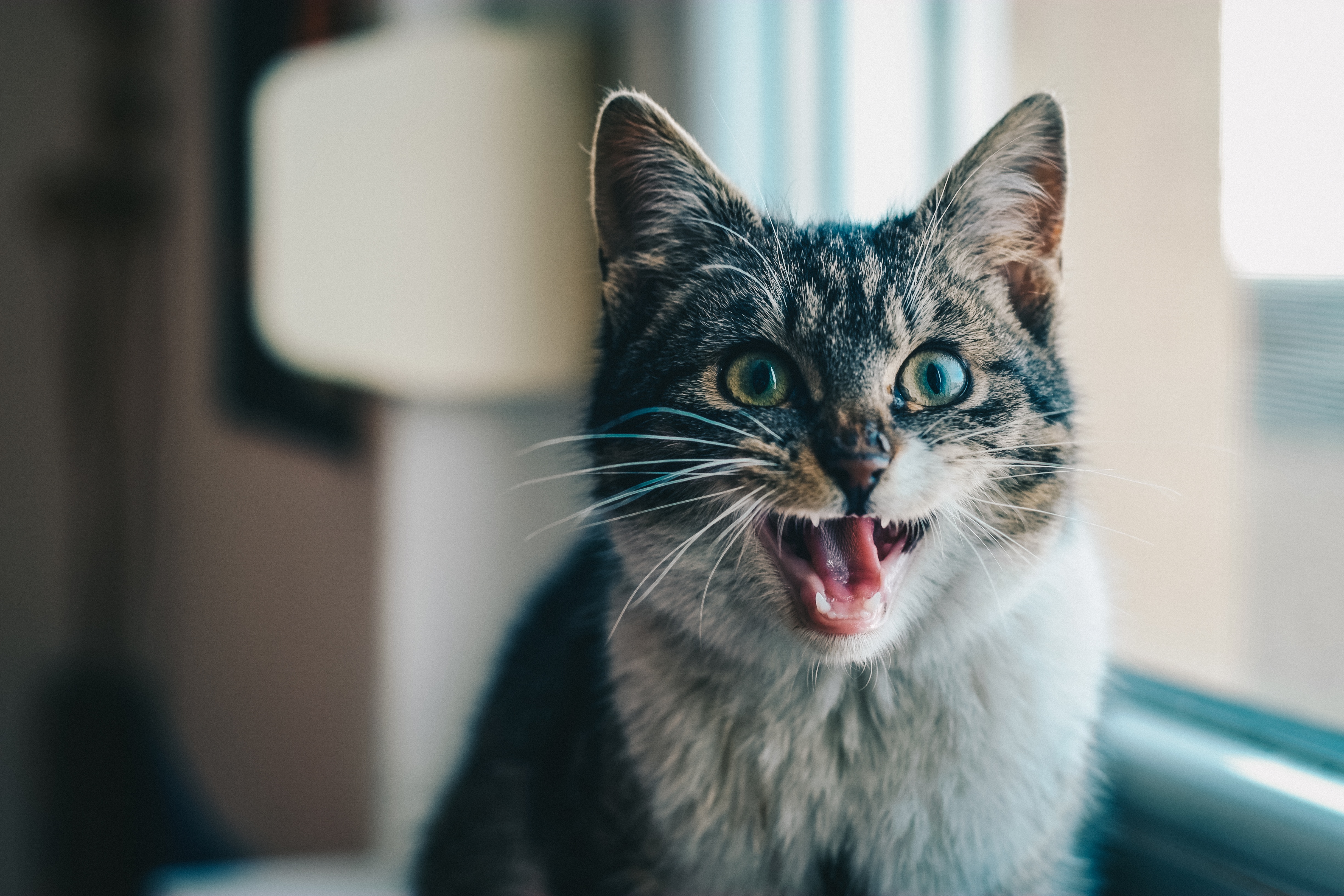 cat, animals, cry, scream 4K iPhone