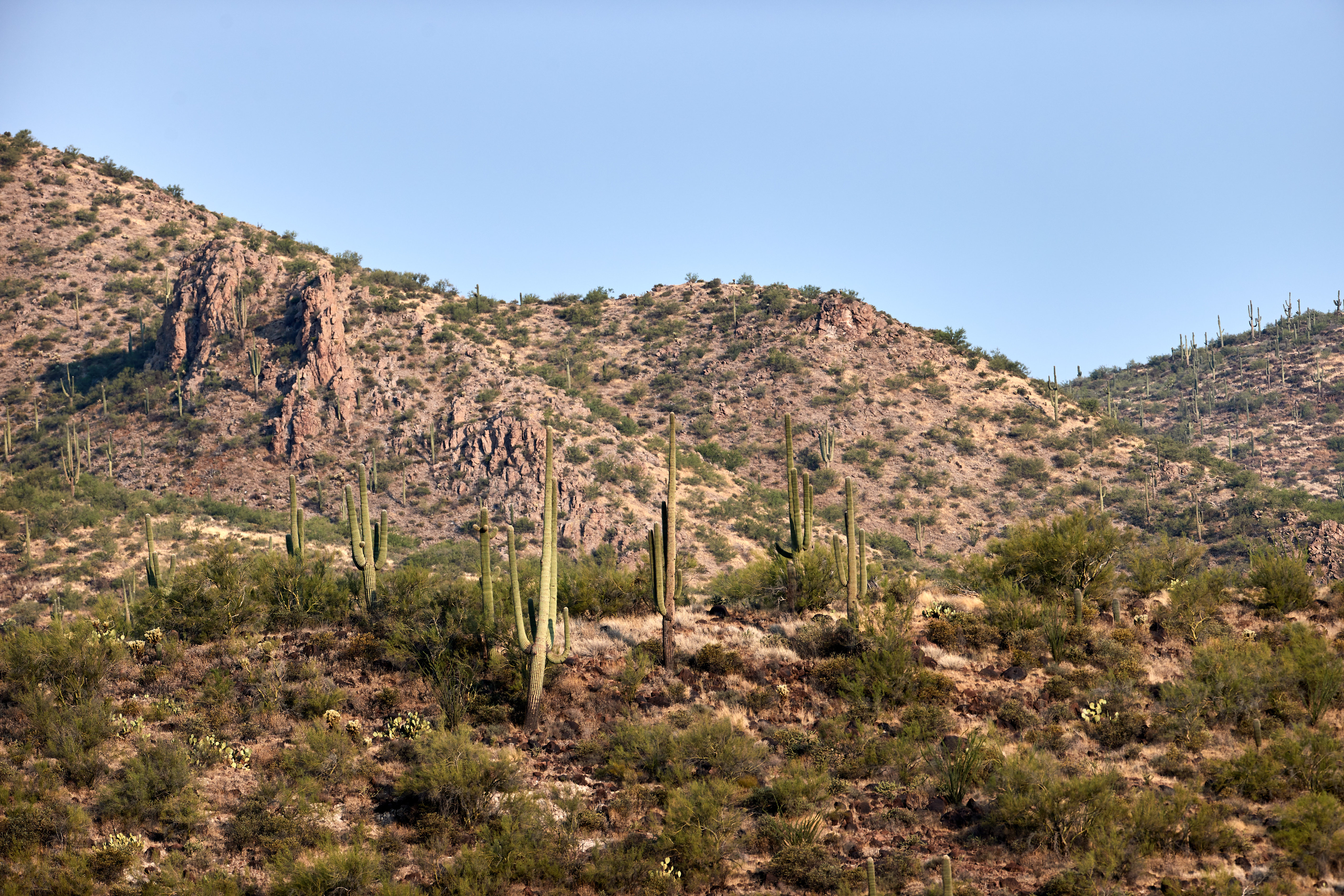 99917 Hintergrundbild herunterladen natur, bush, prärie, prairie, hügel, hill, kaktus - Bildschirmschoner und Bilder kostenlos