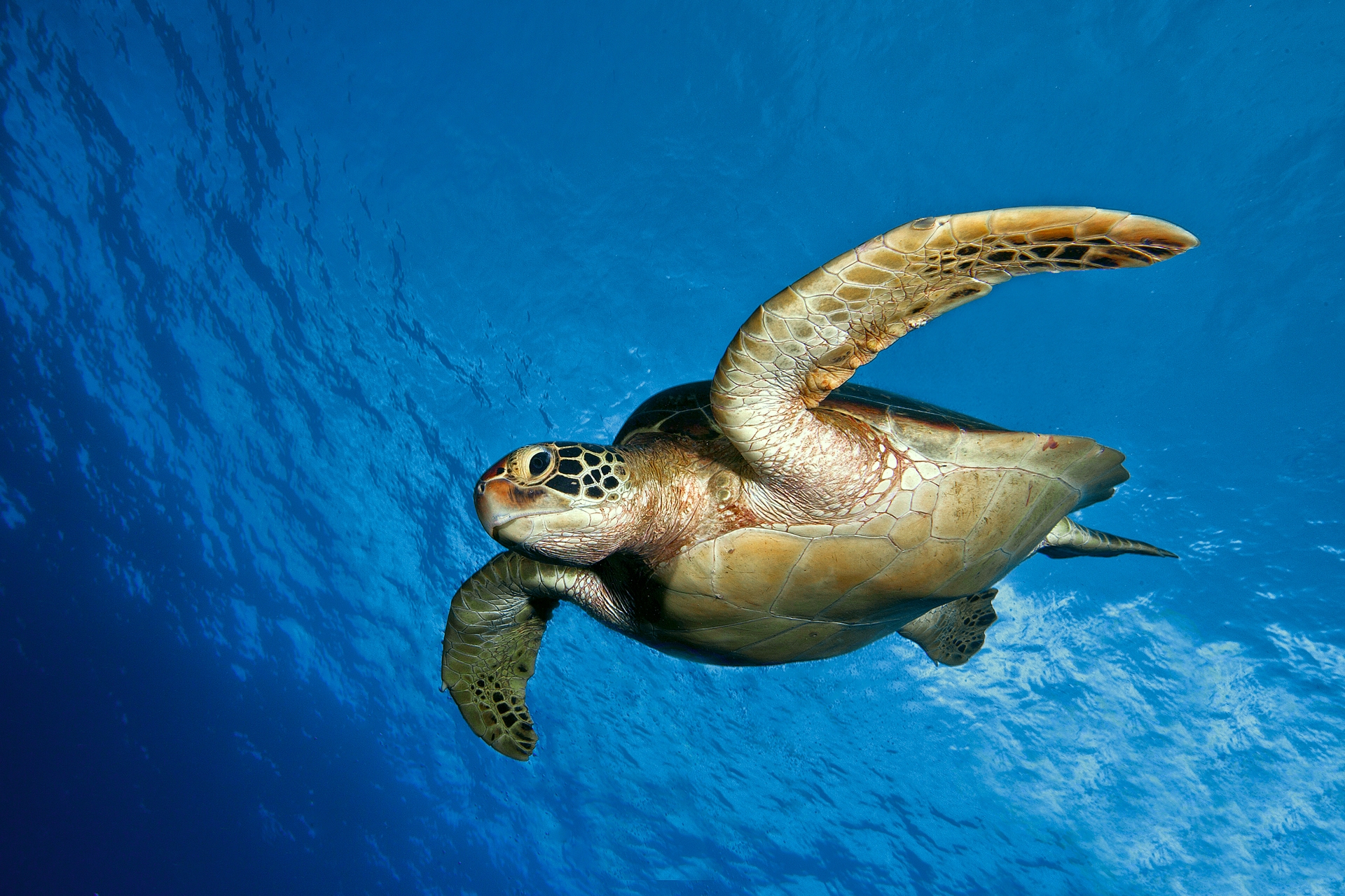 sea, turtle, animals, to swim Swim Tablet Wallpapers