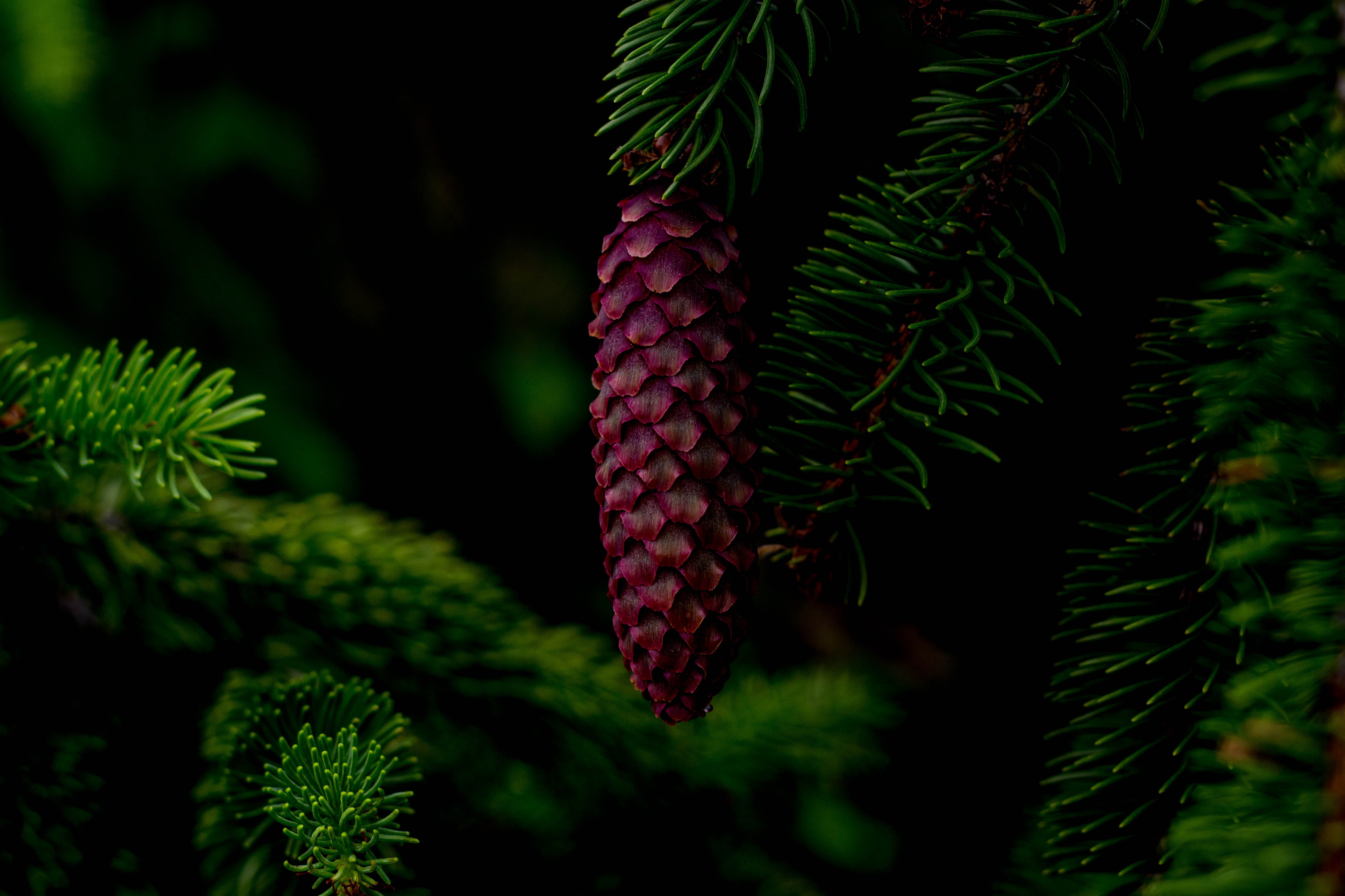Widescreen image cone, branch, nature, tree