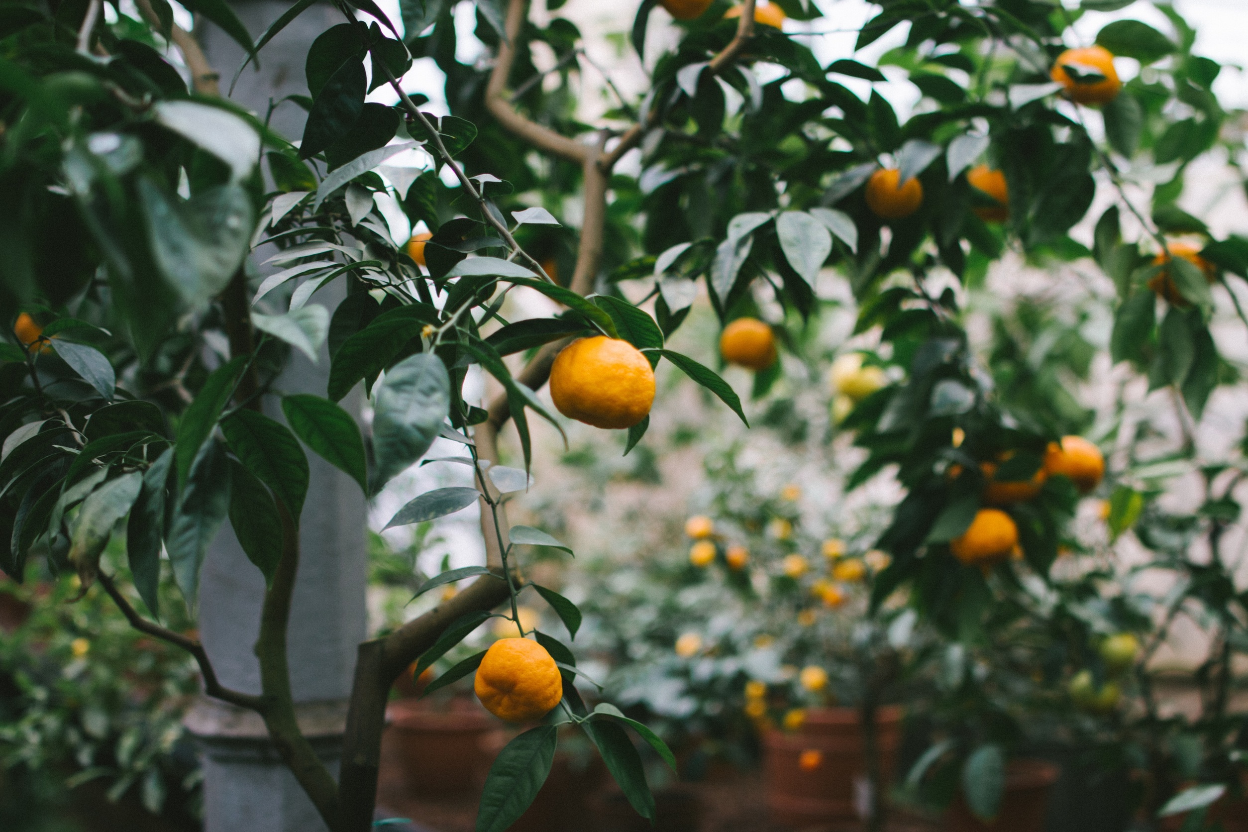 Wallpaper for mobile devices tree, food, branches, oranges