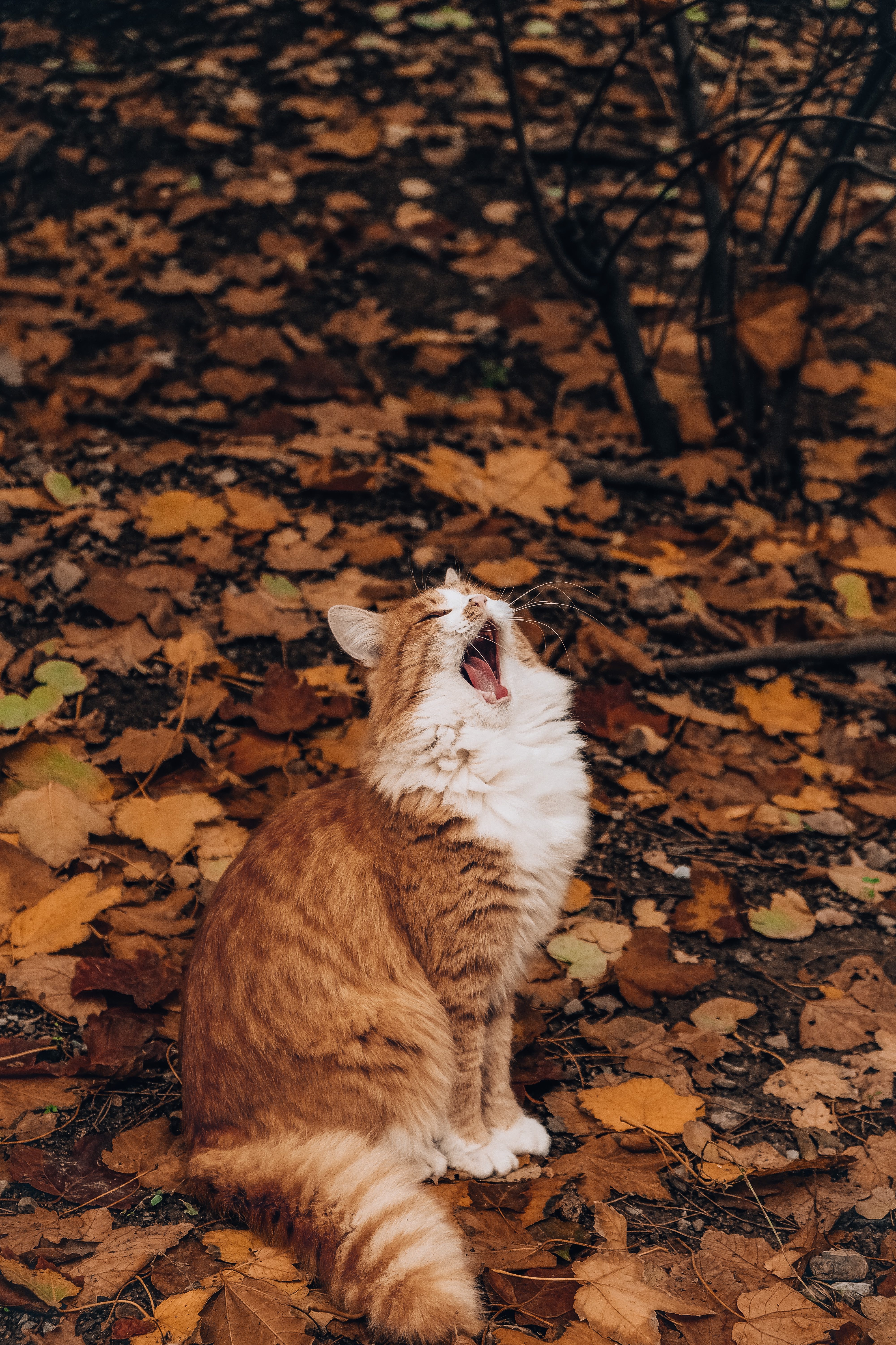 101821壁紙のダウンロード猫, 動物, 秋, 葉, ネコ, おかしい, 可笑しい, 木の葉, 欠伸が出る, 欠伸-スクリーンセーバーと写真を無料で