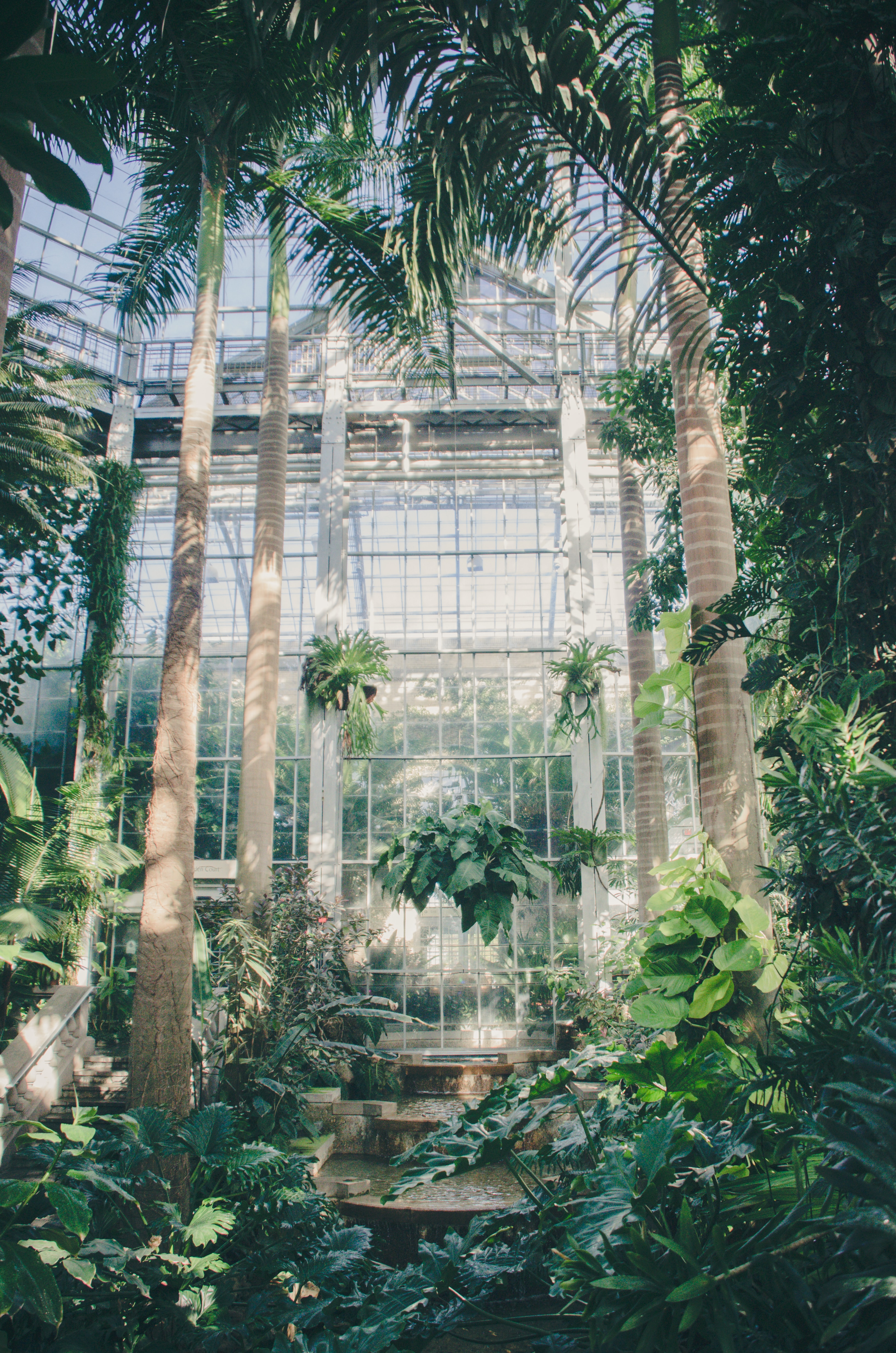 Mobile wallpaper greenhouse, palms, plants, green, miscellanea, miscellaneous