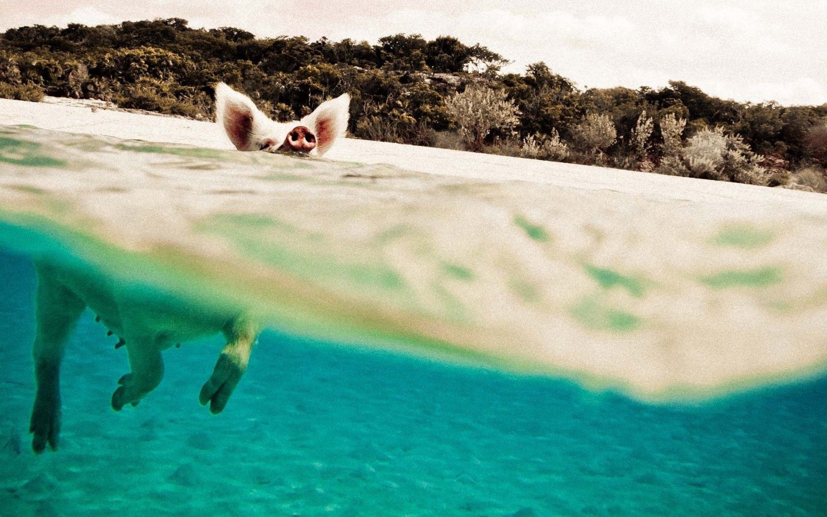 pig, to swim, animals, water Lock Screen Images