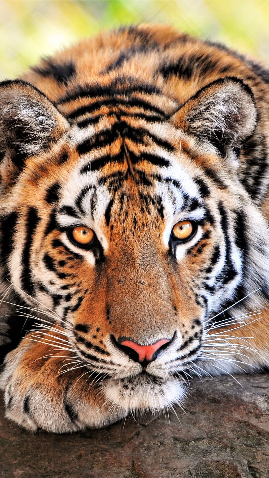 animal, tiger, resting, bengal tiger, cats HD wallpaper