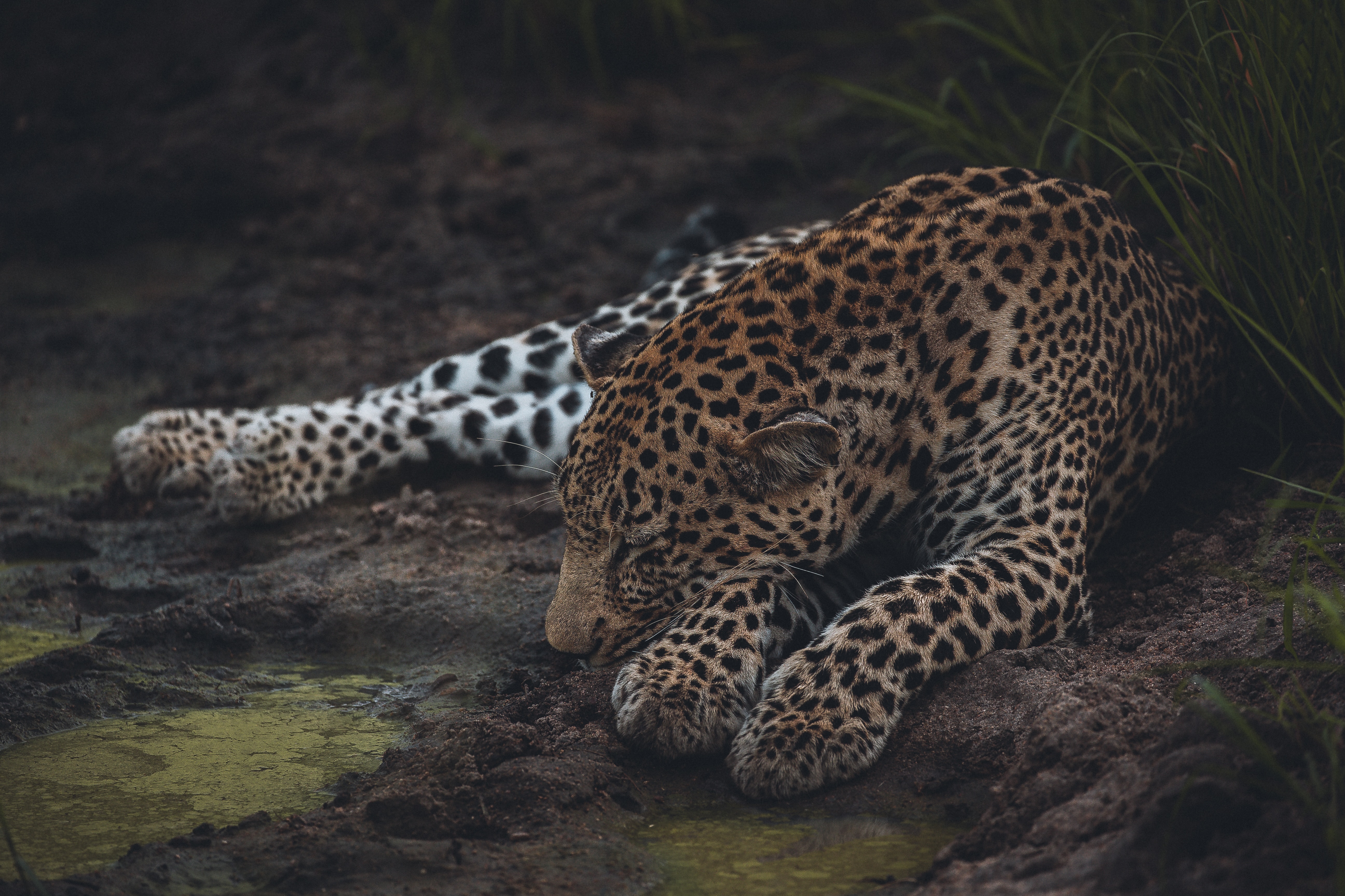 32k Wallpaper Leopard animals, dream, sleep, wildlife