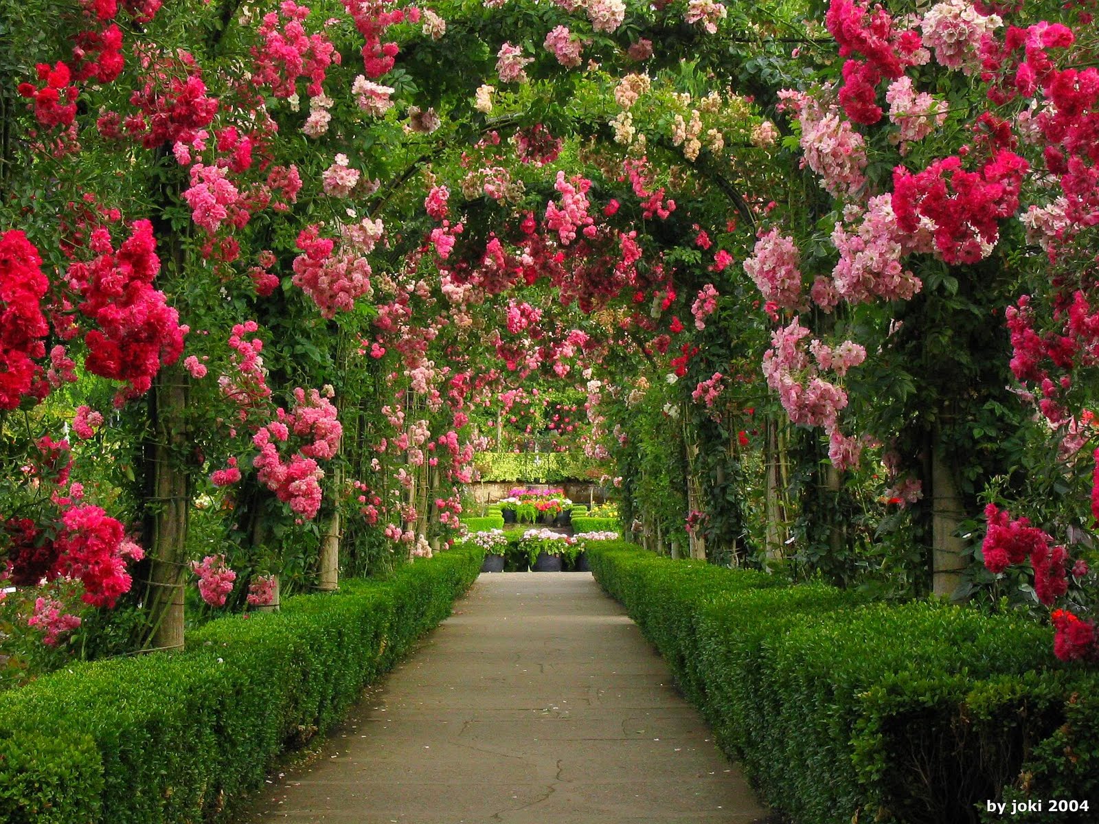743096 免費下載壁紙 人造, 花园, 石拱门, 绿色, 自然, 粉红色的花, 玫瑰花丛, 玫瑰 屏保和圖片
