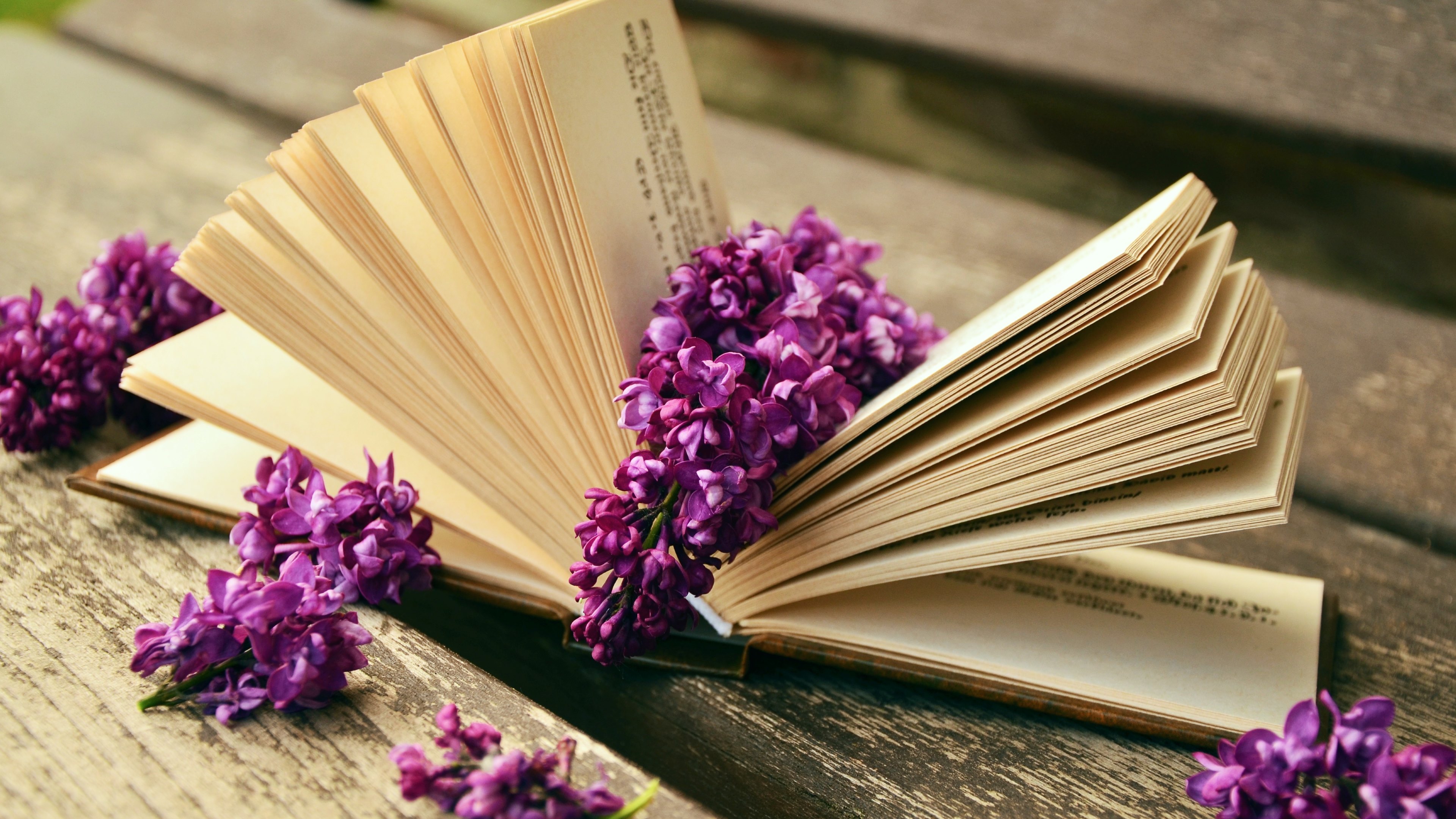 man made, book, flower, lilac, still life