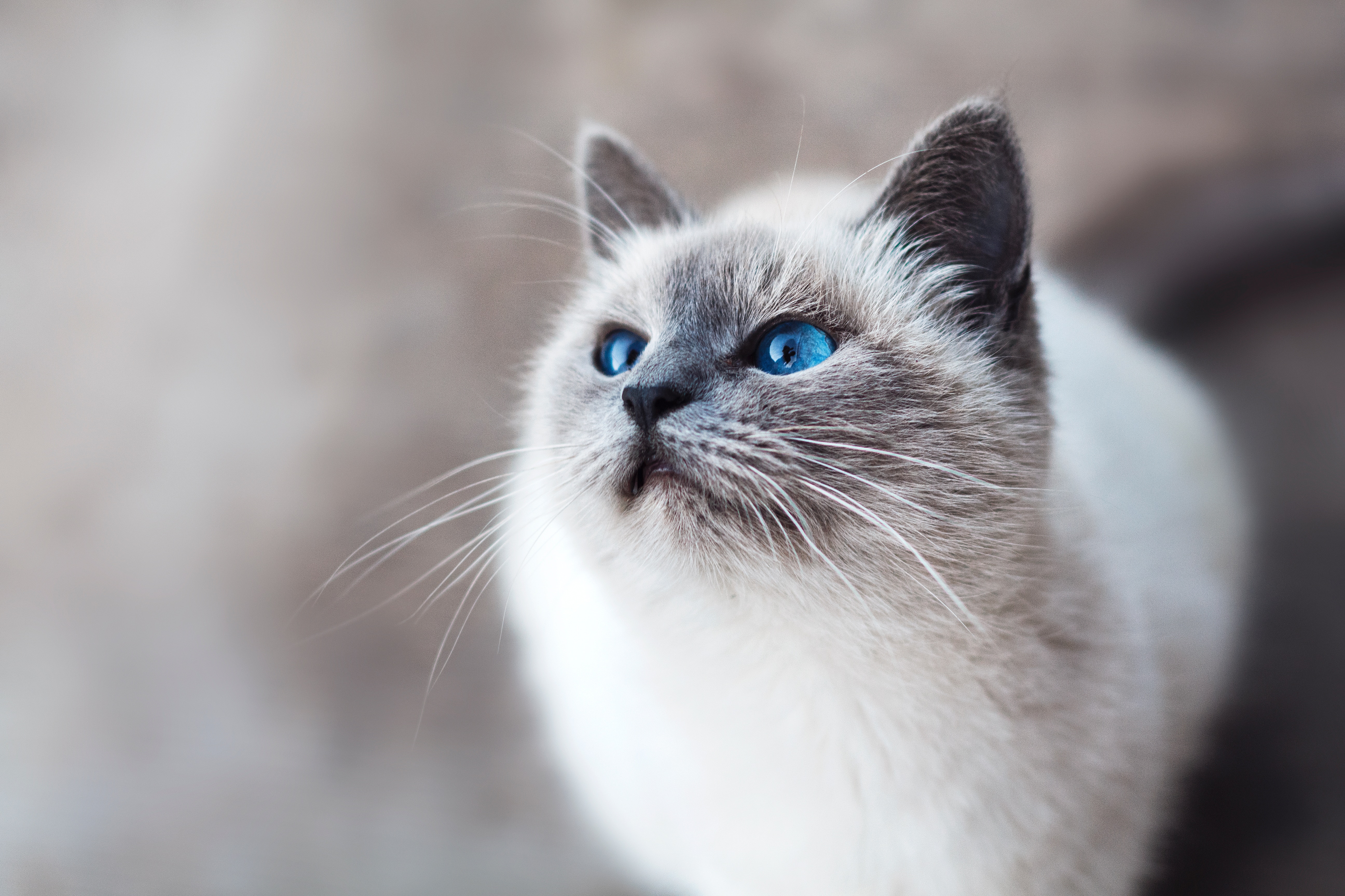 151392壁紙のダウンロード猫, 動物, ネコ, 視力, 意見, 青い目をした, 青い目-スクリーンセーバーと写真を無料で