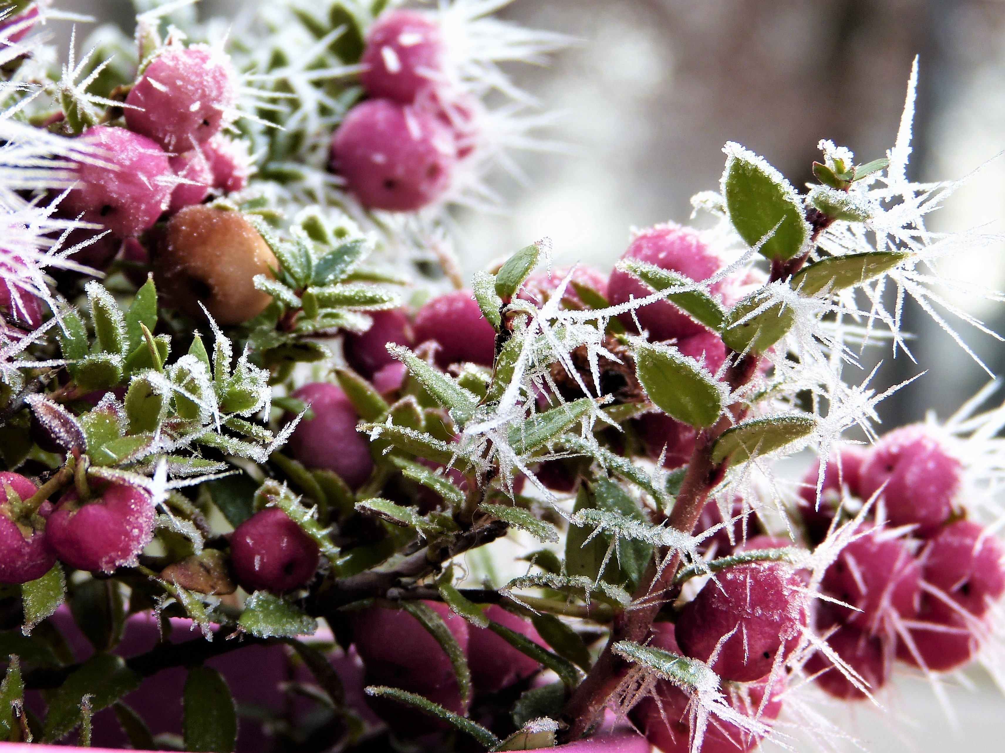 Free HD frost, berries, hoarfrost, winter Macro