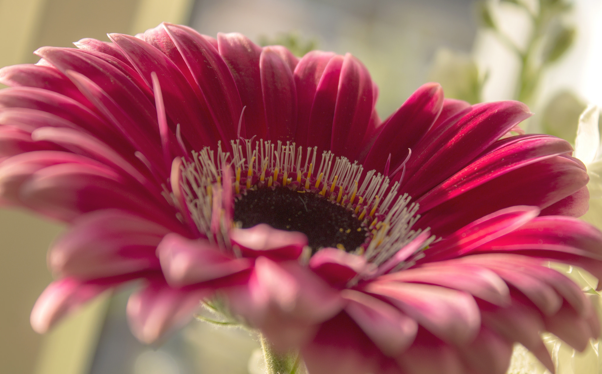 154244 download wallpaper flower, macro, petals, gerbera screensavers and pictures for free