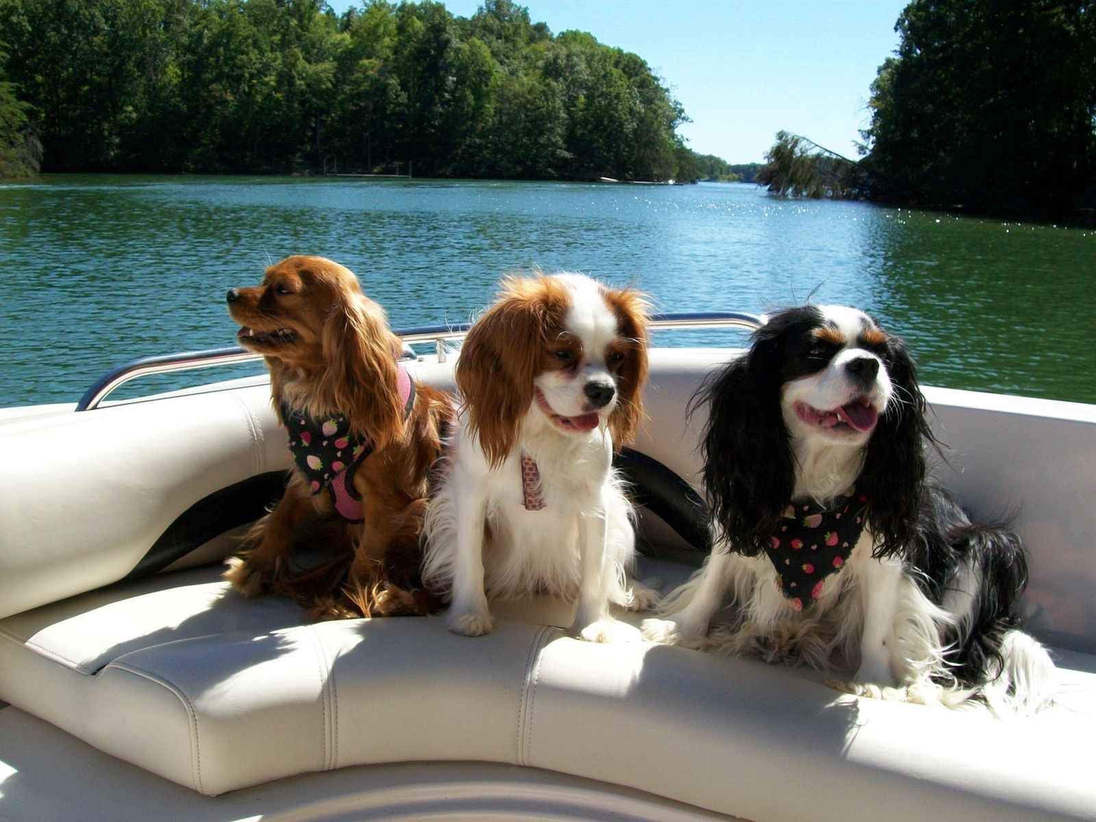 78310 скачать обои собаки, животные, река, лодка, плавать, три, катер - заставки и картинки бесплатно