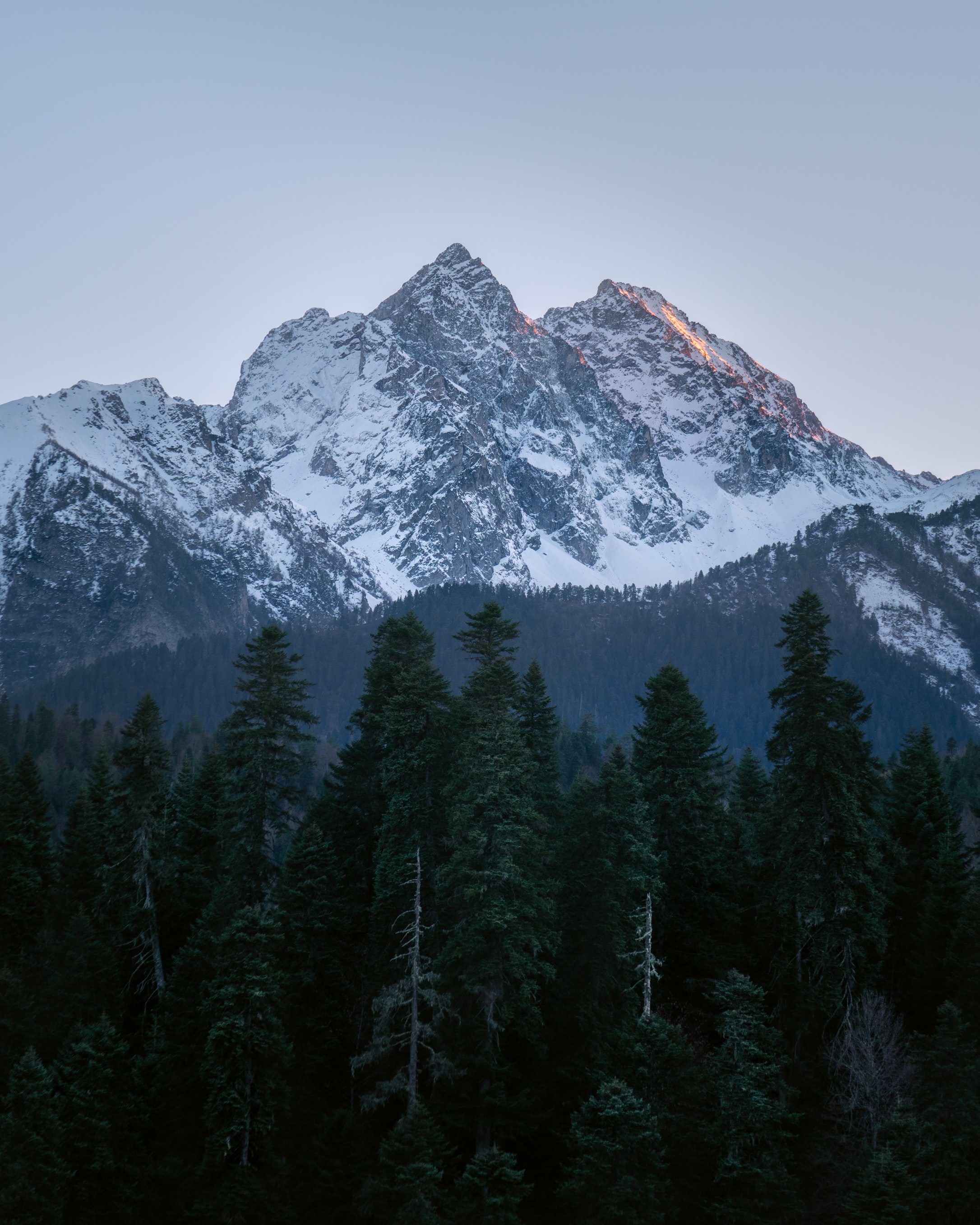Pine vertex, mountain, nature, landscape 4k Wallpaper