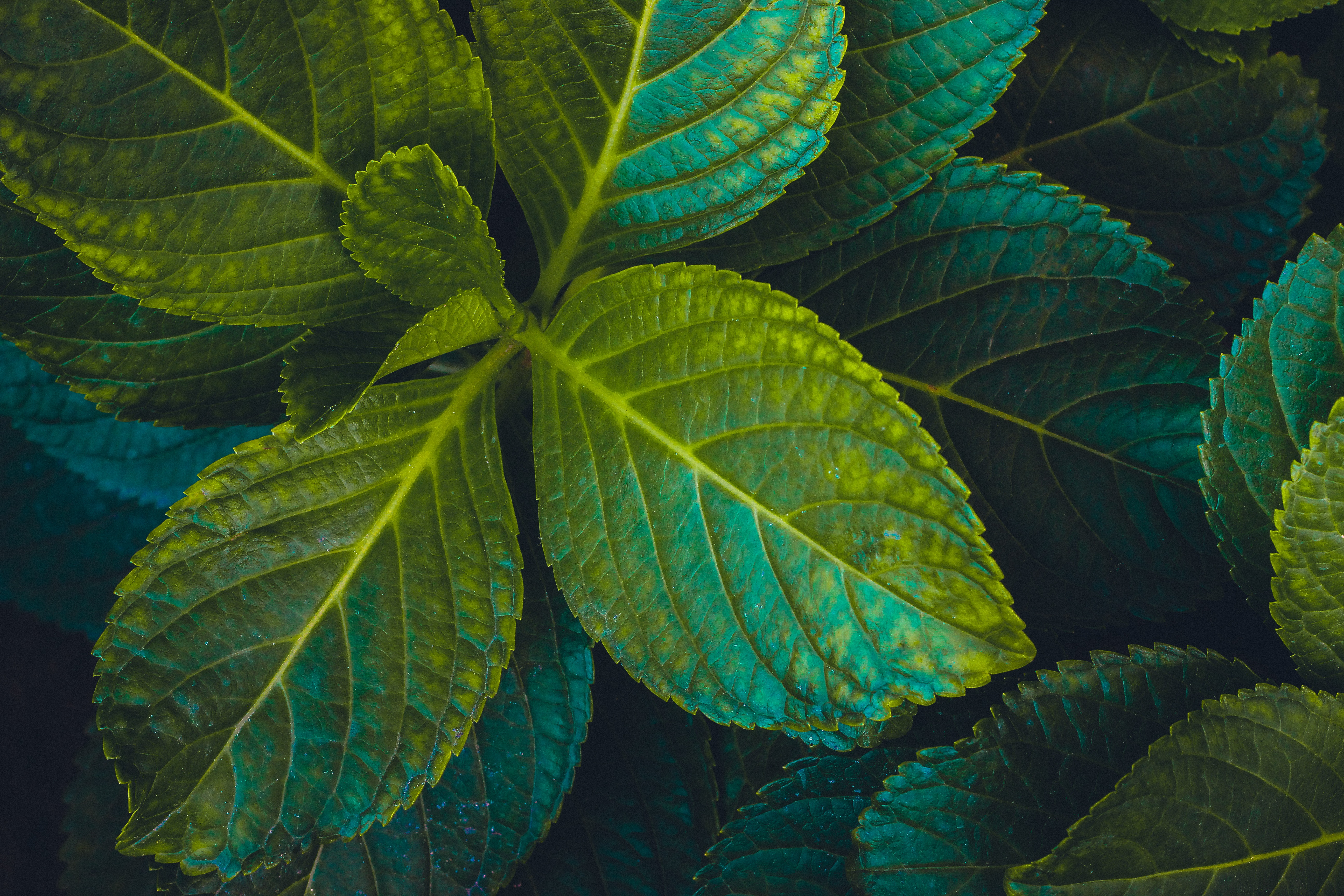 Laden Sie das Natur, Blätter, Pflanze, Geschnitzt-Bild kostenlos auf Ihren PC-Desktop herunter
