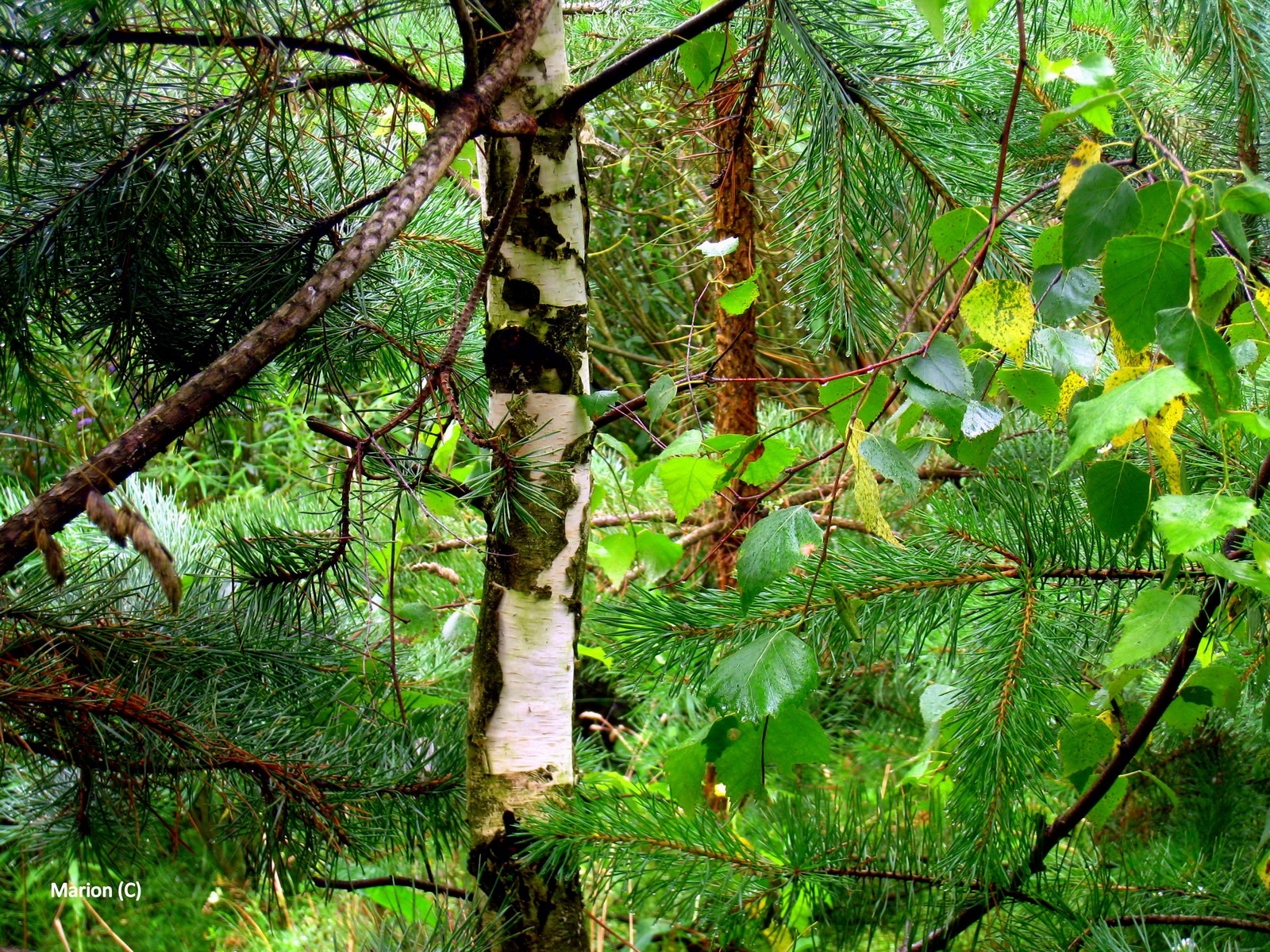 7985 скачать обои елки, зеленые, растения, природа, деревья - заставки и картинки бесплатно