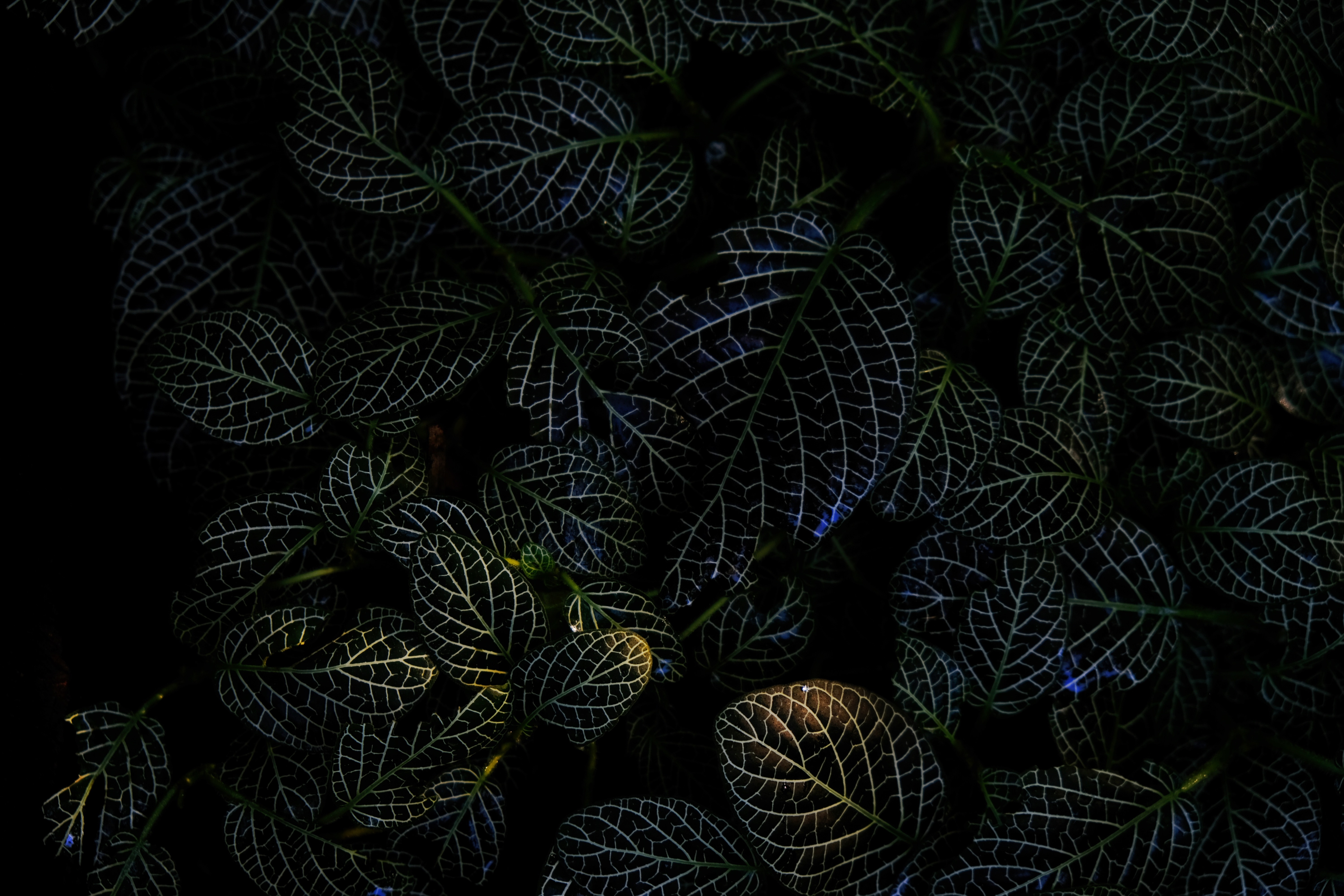 leaves, plant, macro, dark, veins Full HD