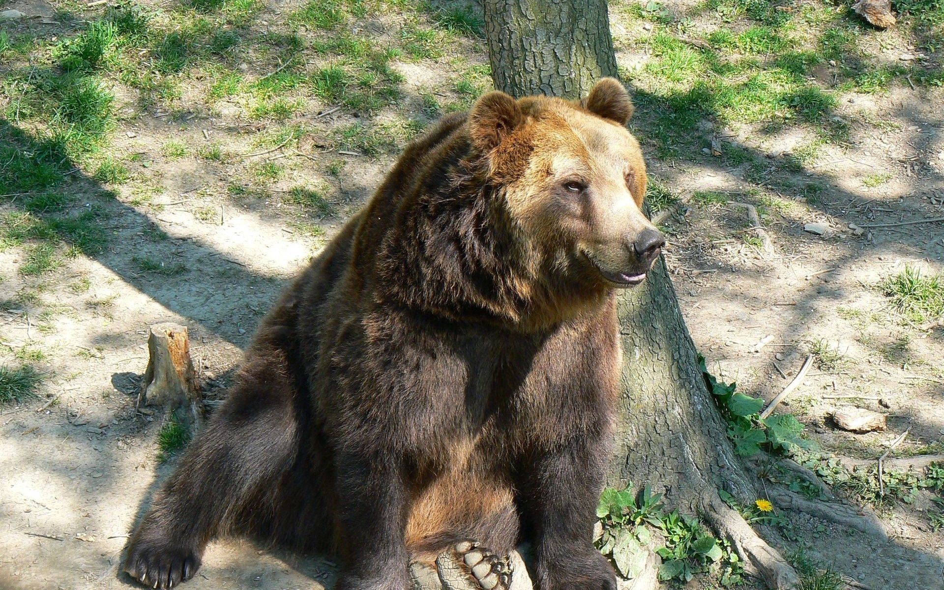 Mobile Wallpaper Sit bear, tree, animals, brown