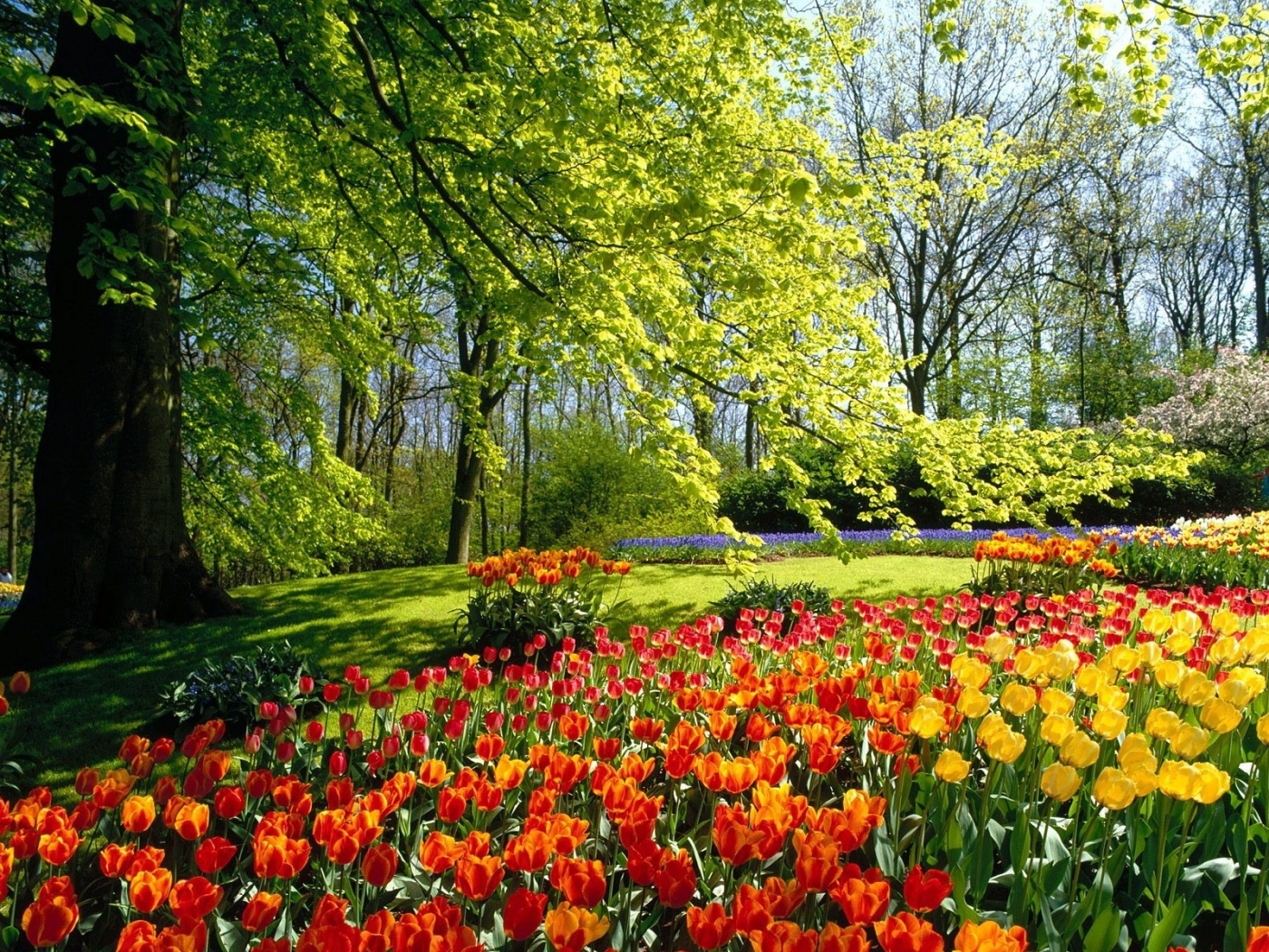 landscape, nature, flowers, tulips HD wallpaper