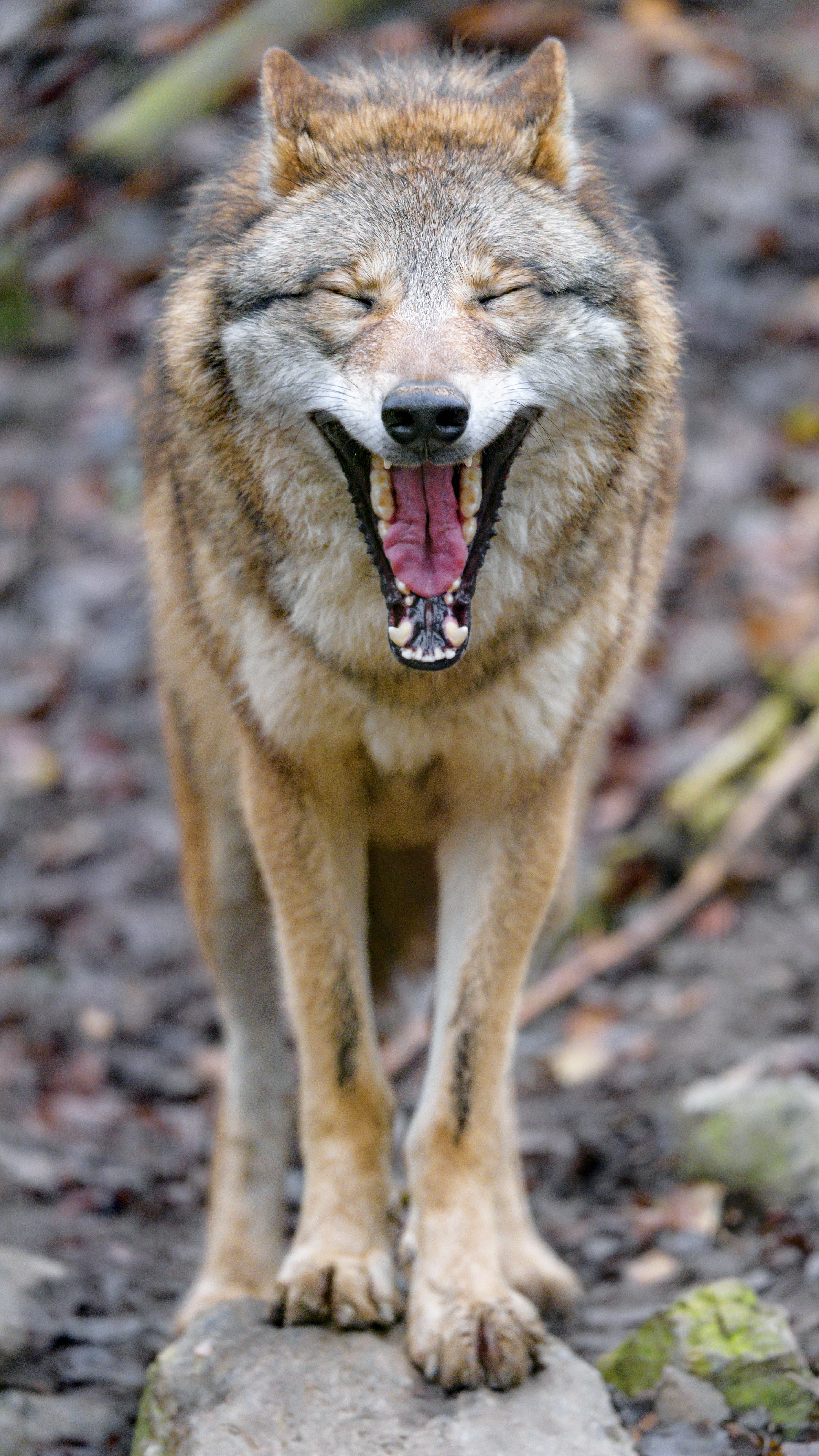 Язык волка