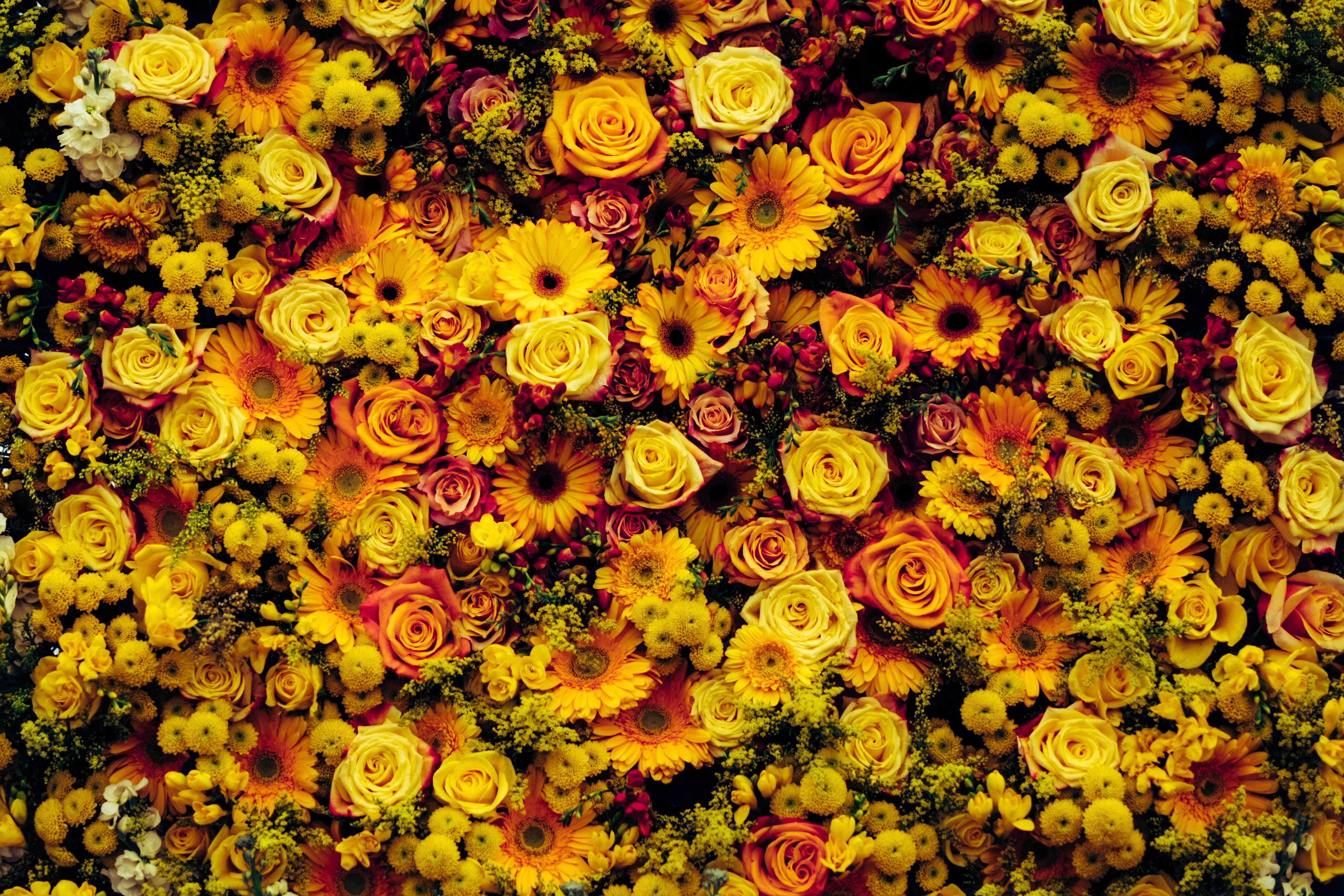 107082 Screensavers and Wallpapers Composition for phone. Download flowers, composition, flower carpet pictures for free