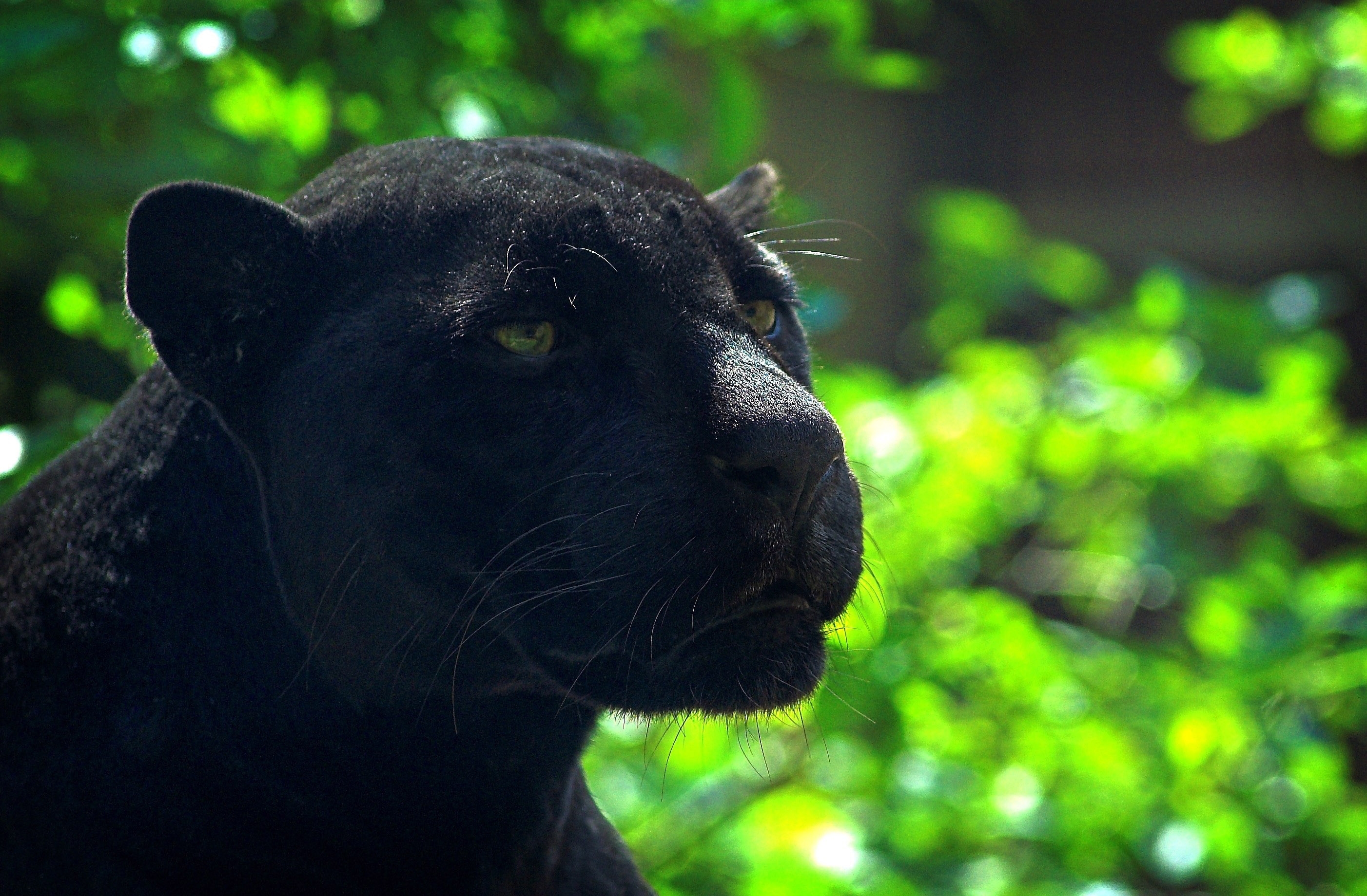 predator, black, animals, glare, muzzle, panther Full HD