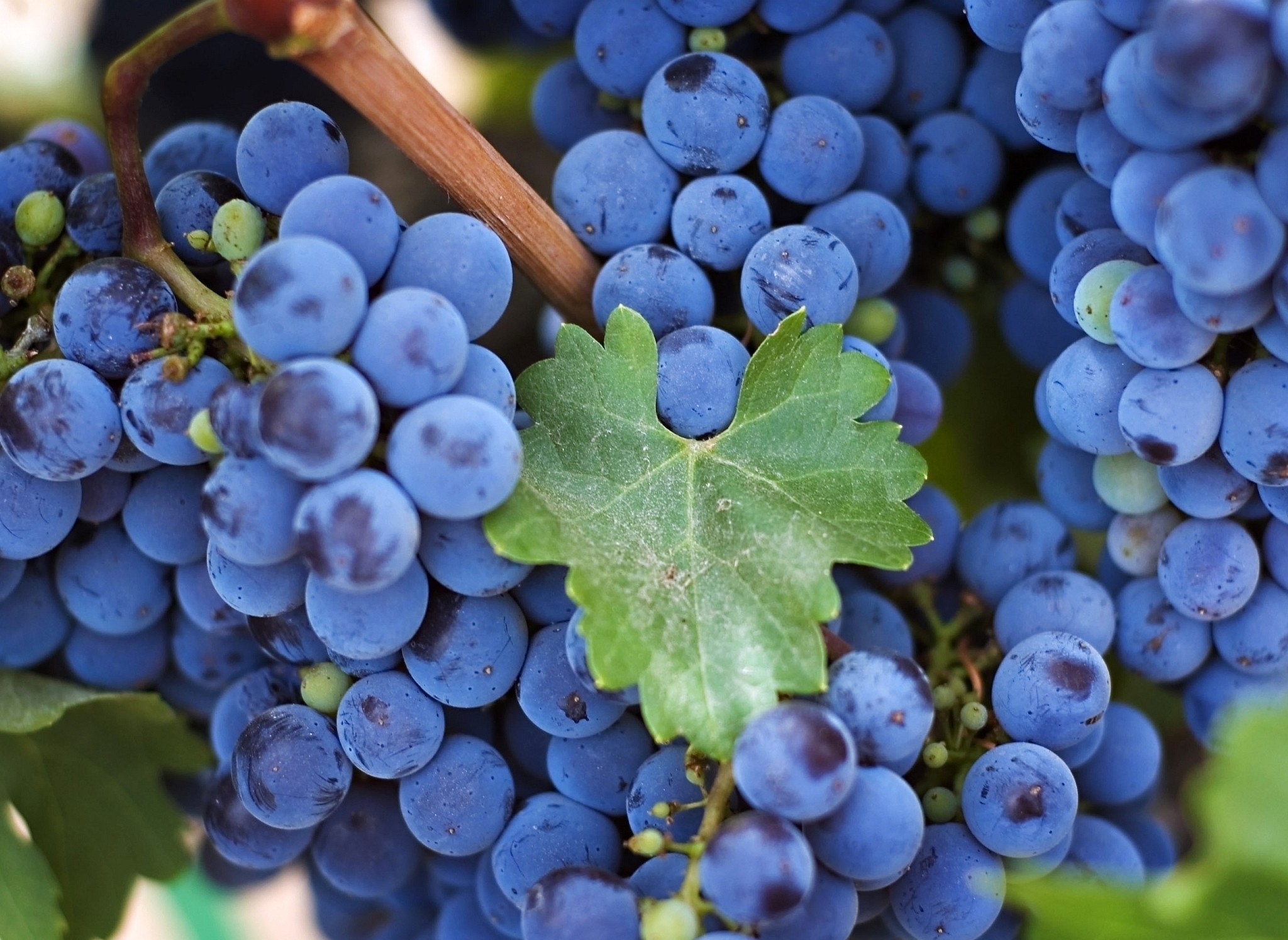 vine, grapes, food, branch Ultrawide Wallpapers
