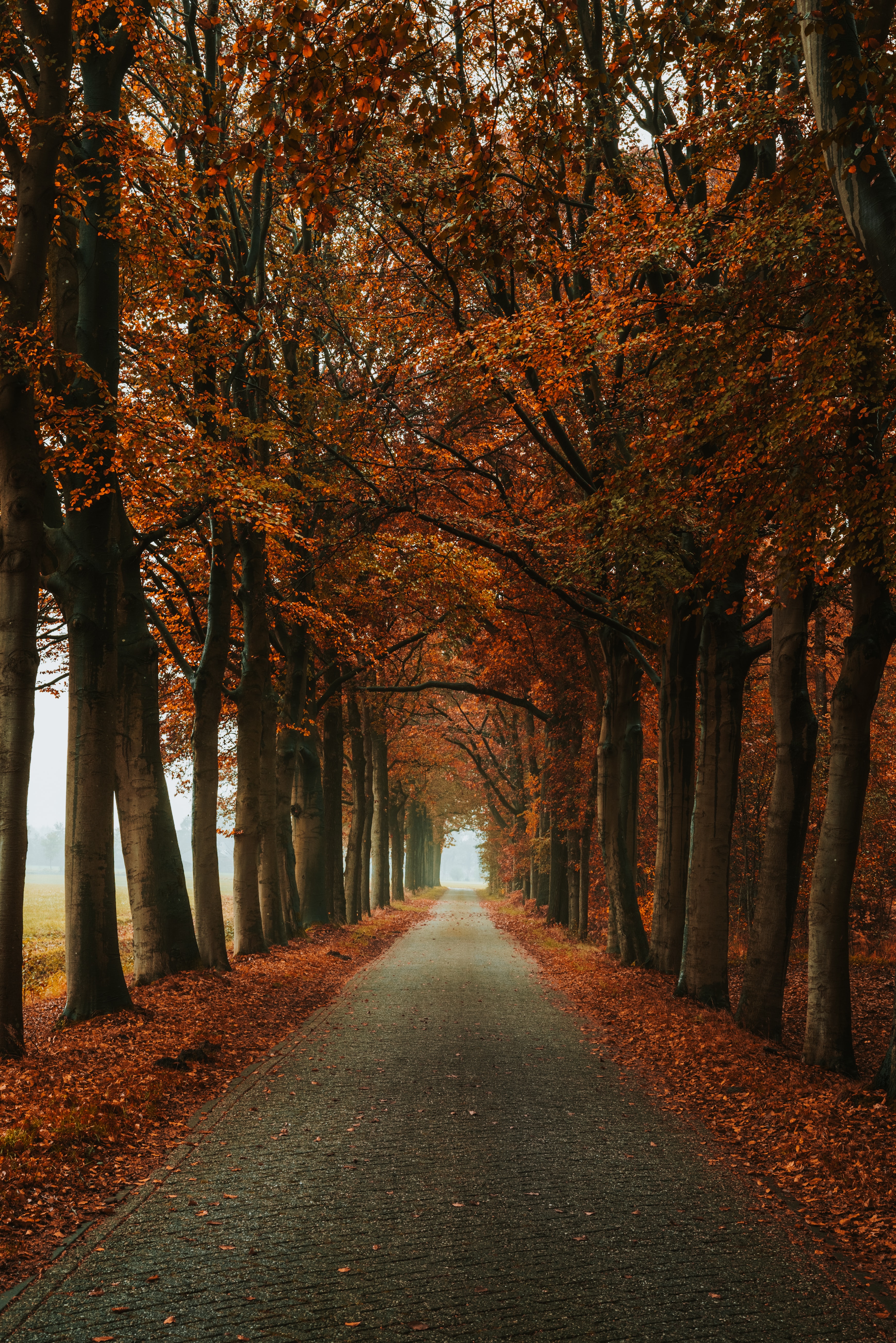 trees, track, autumn, alley, nature HD wallpaper