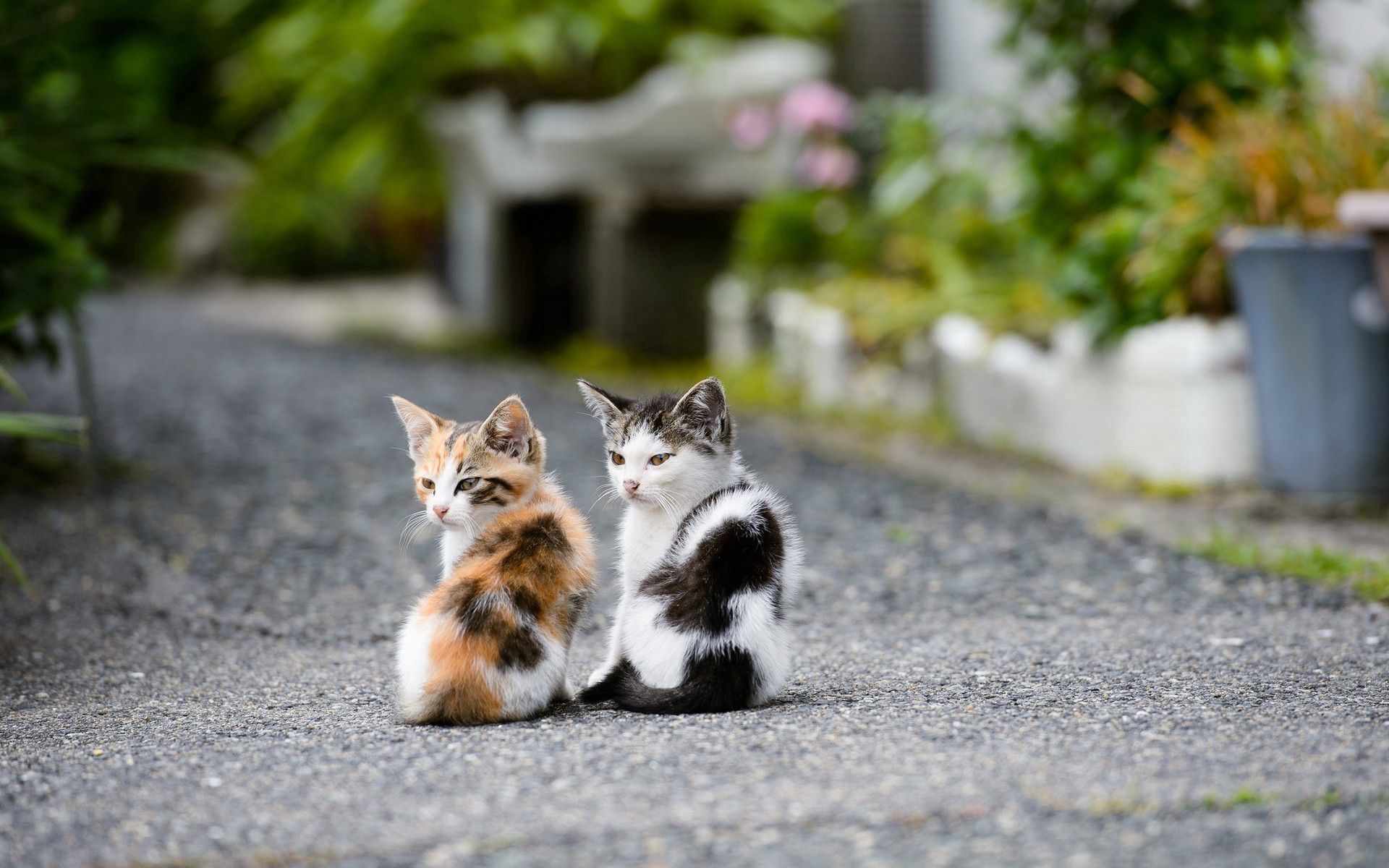 pair, couple, animals, sit Kittens HQ Background Images