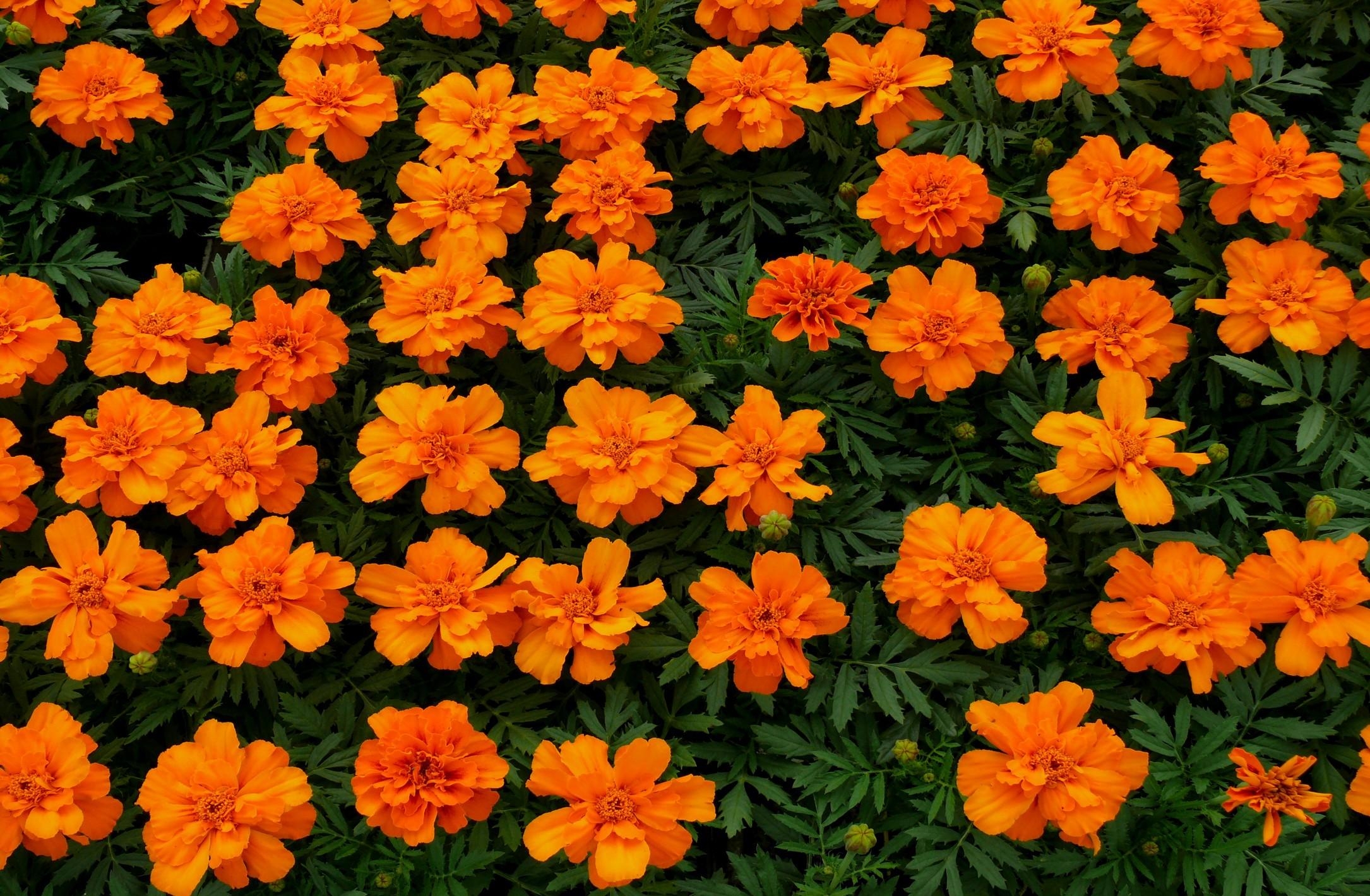 bright, flowers, orange, flower bed, flowerbed, velvet, barhotki