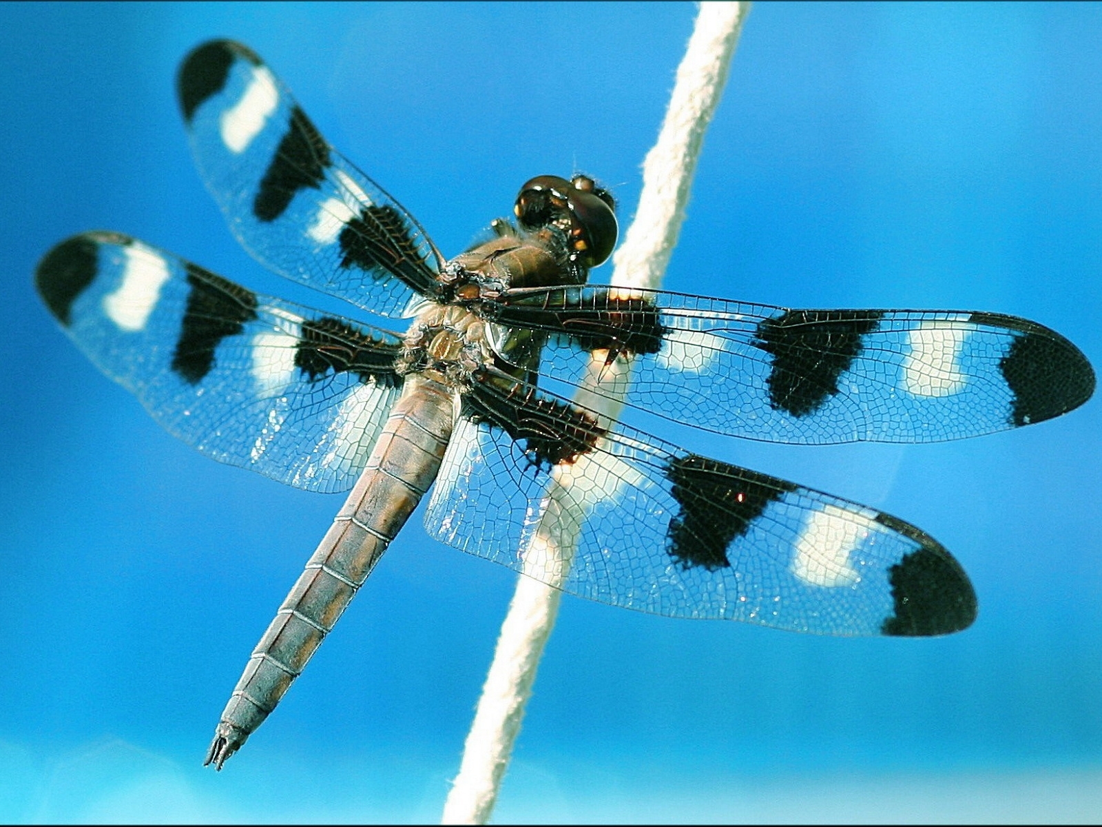 5669 Hintergrundbild herunterladen insekten, libellen - Bildschirmschoner und Bilder kostenlos
