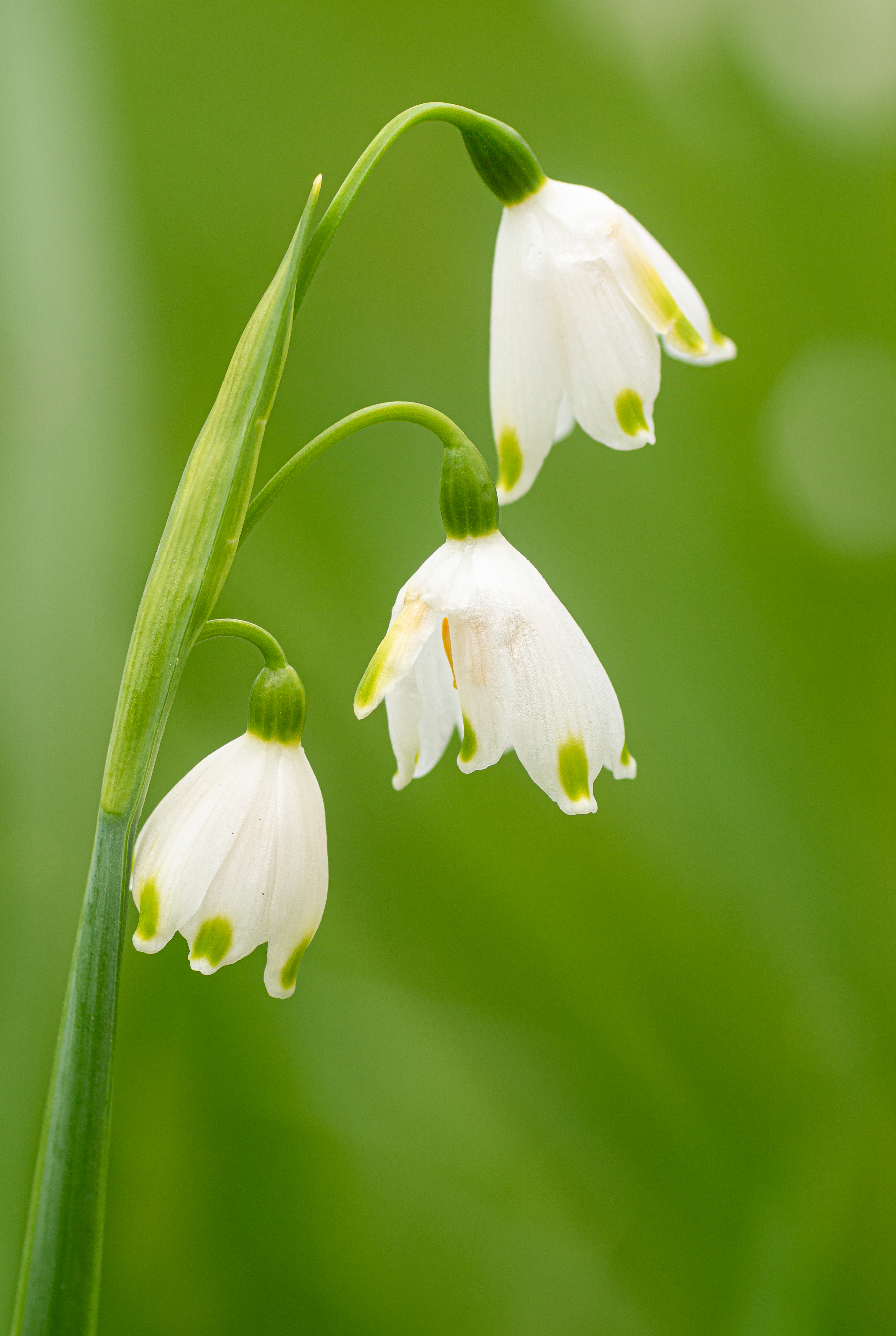 Free Images spring, macro, plant, flowers Snowdrops