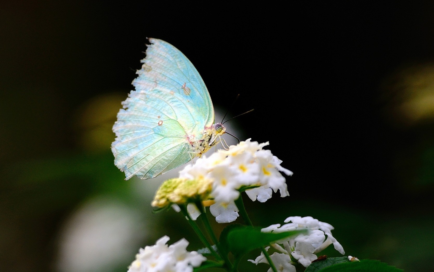 HD wallpaper butterfly, white, flower, macro, wings