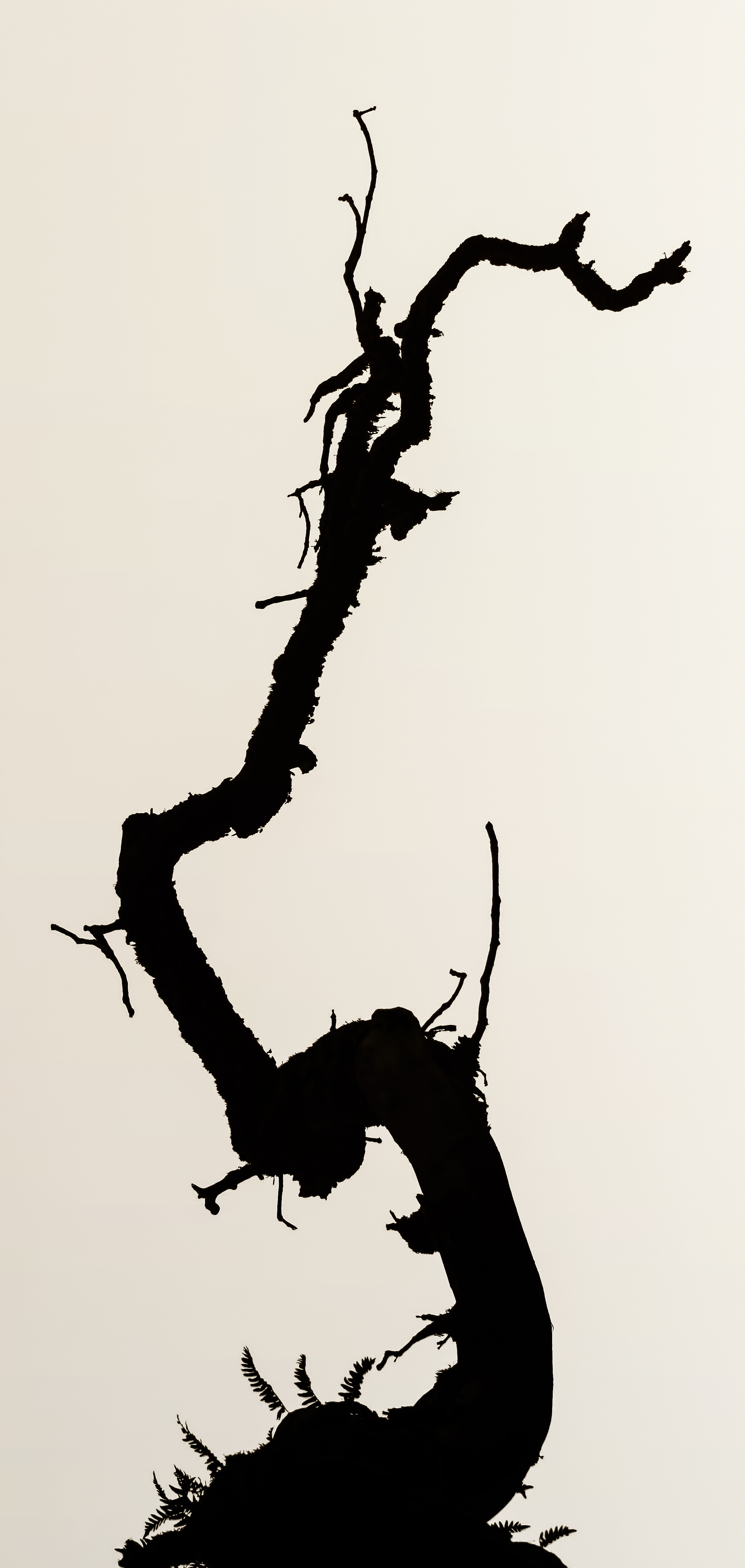 bw, branch, silhouette, chb HD Phone wallpaper