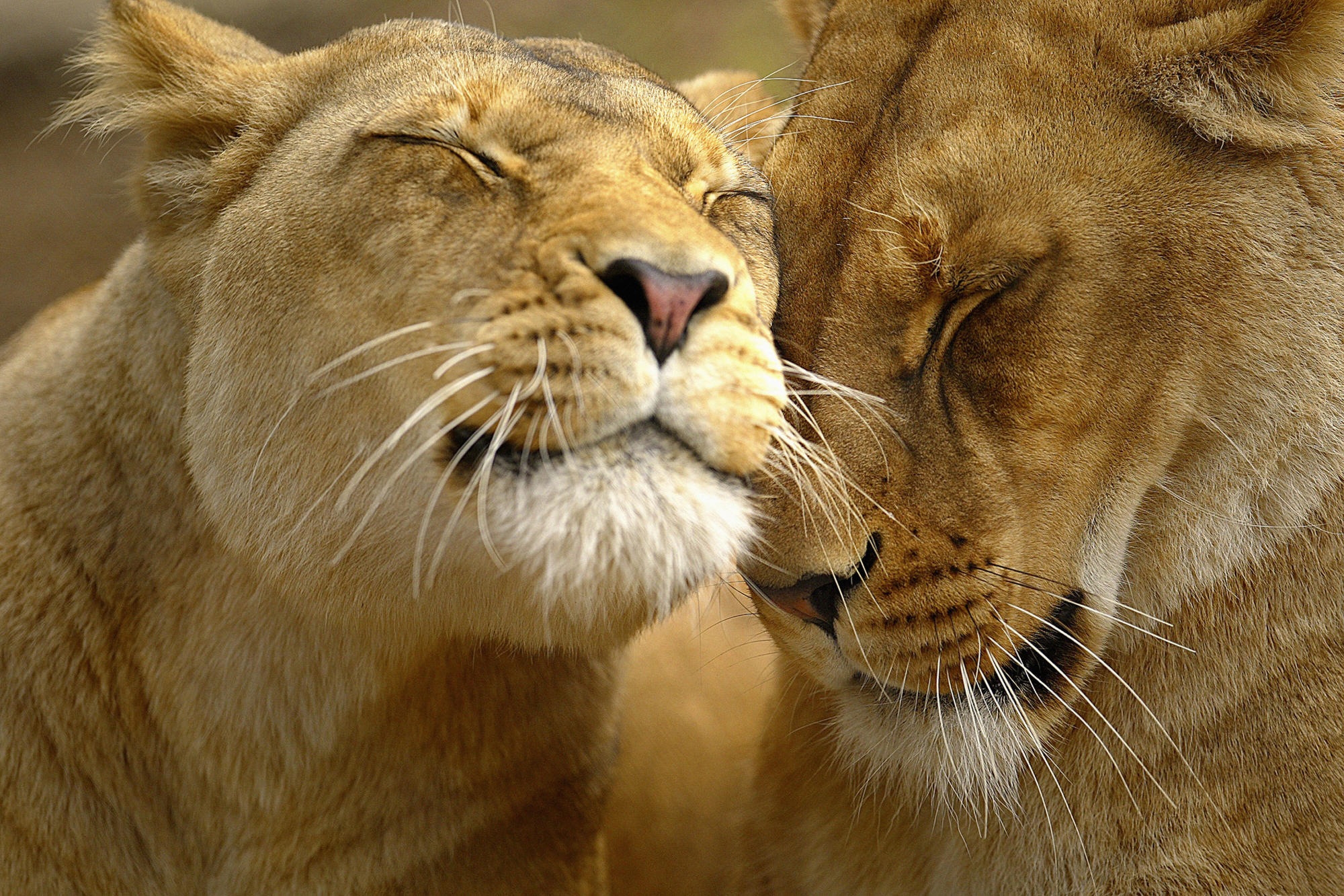 Wallpaper for mobile devices muzzle, couple, animals, tenderness