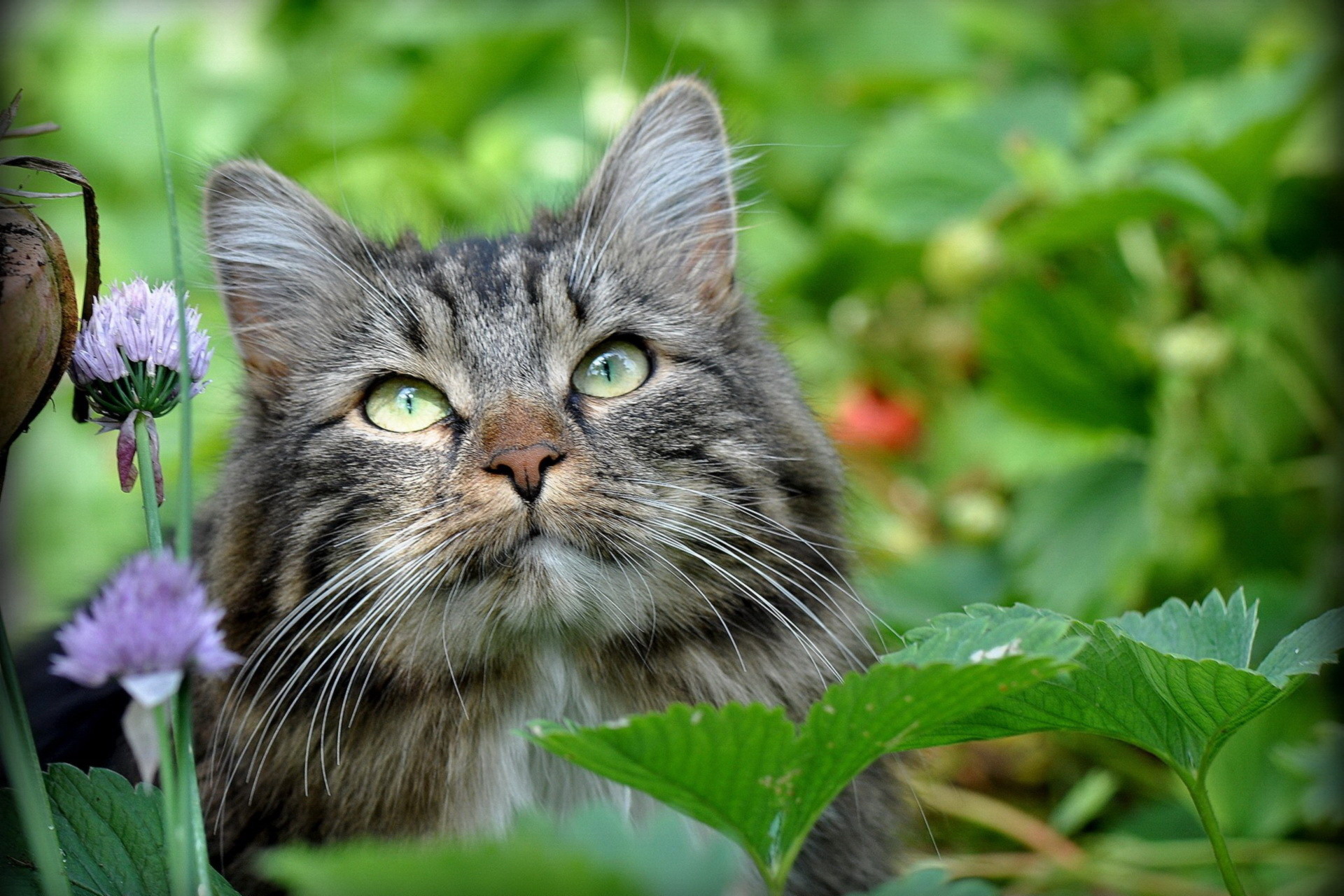 Сибирская кошка на природе