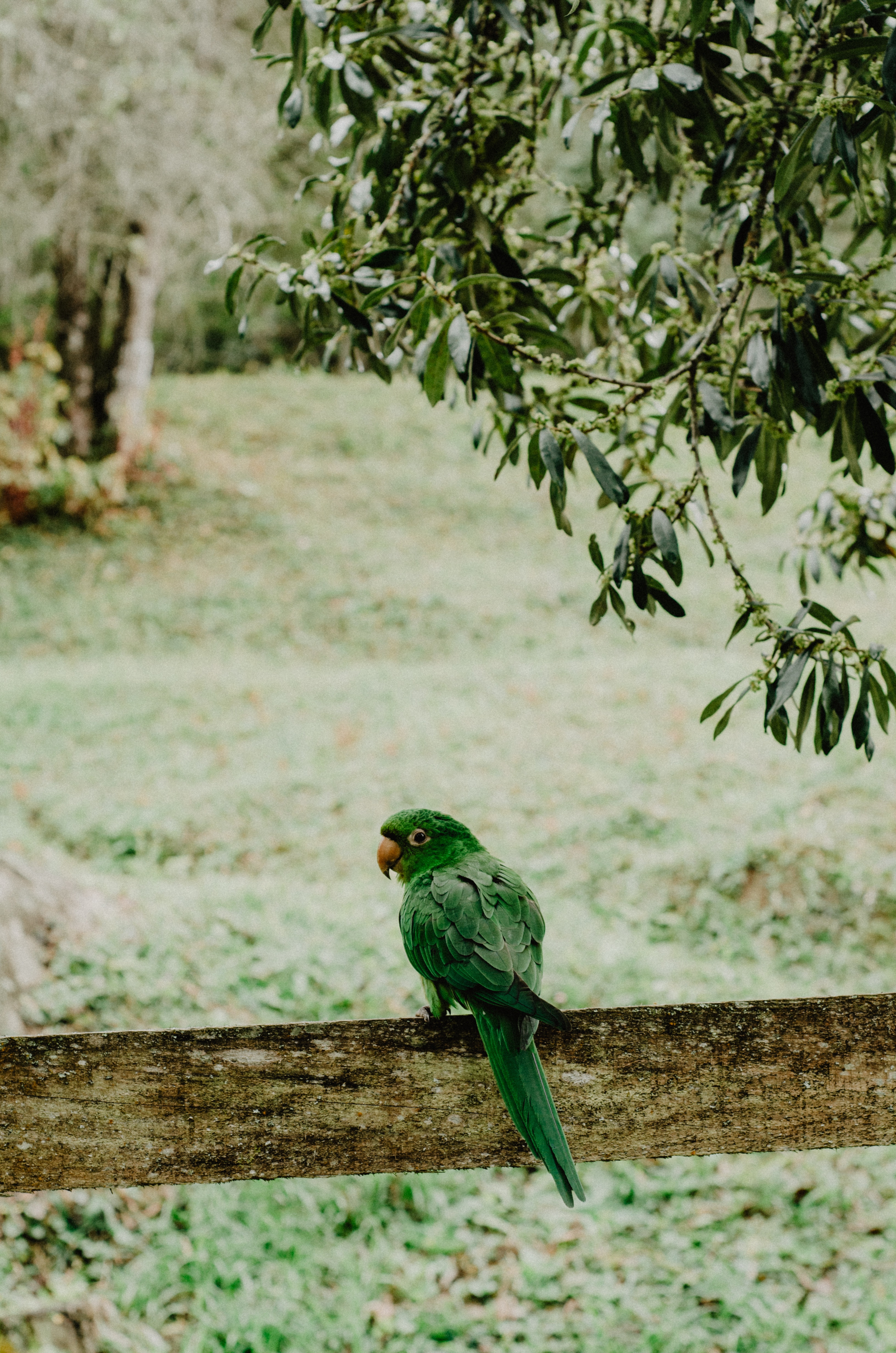 smooth, blur, animals, parrots, green, bird, branches