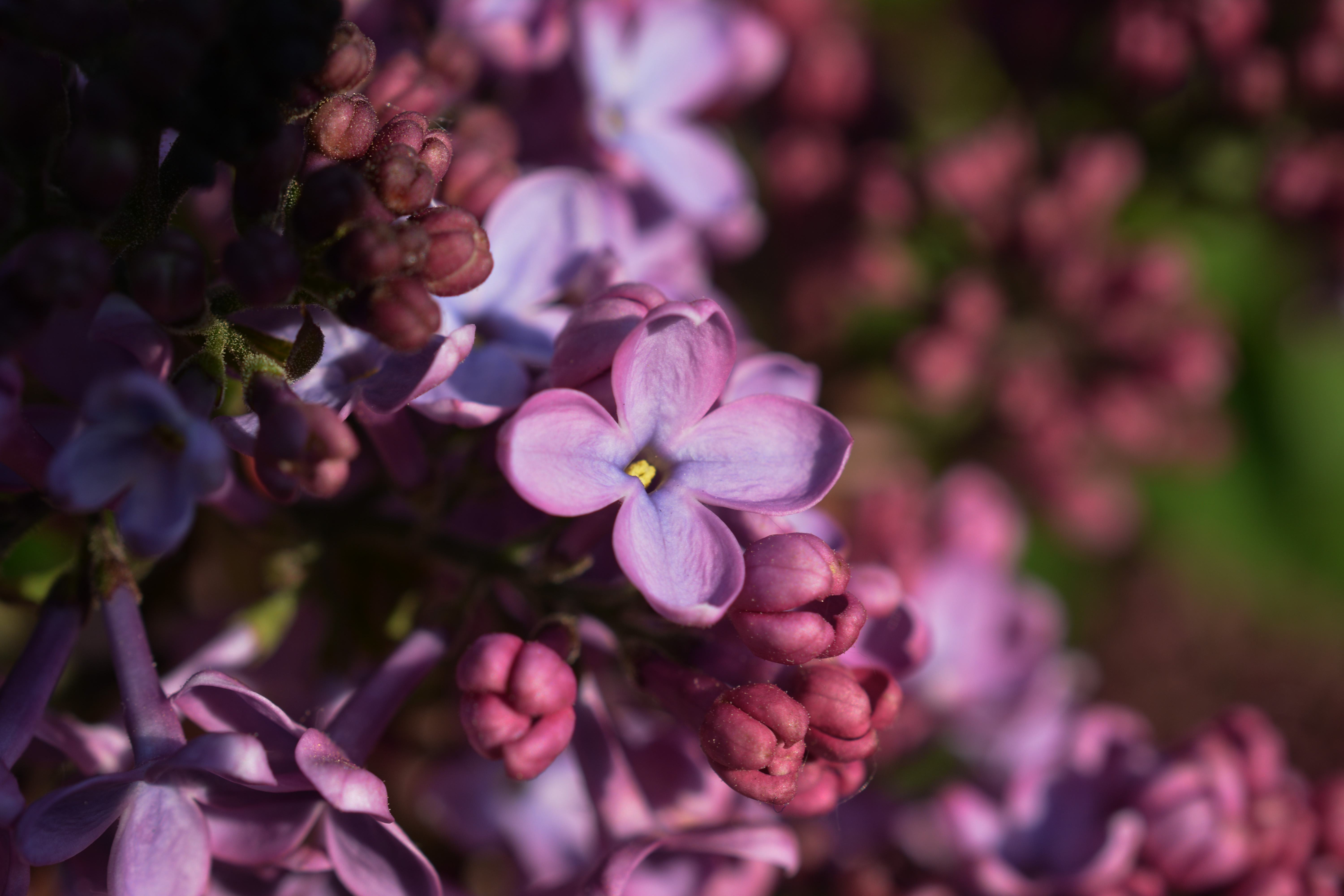Laden Sie das Lilac, Makro, Frühling, Blütenstand-Bild kostenlos auf Ihren PC-Desktop herunter