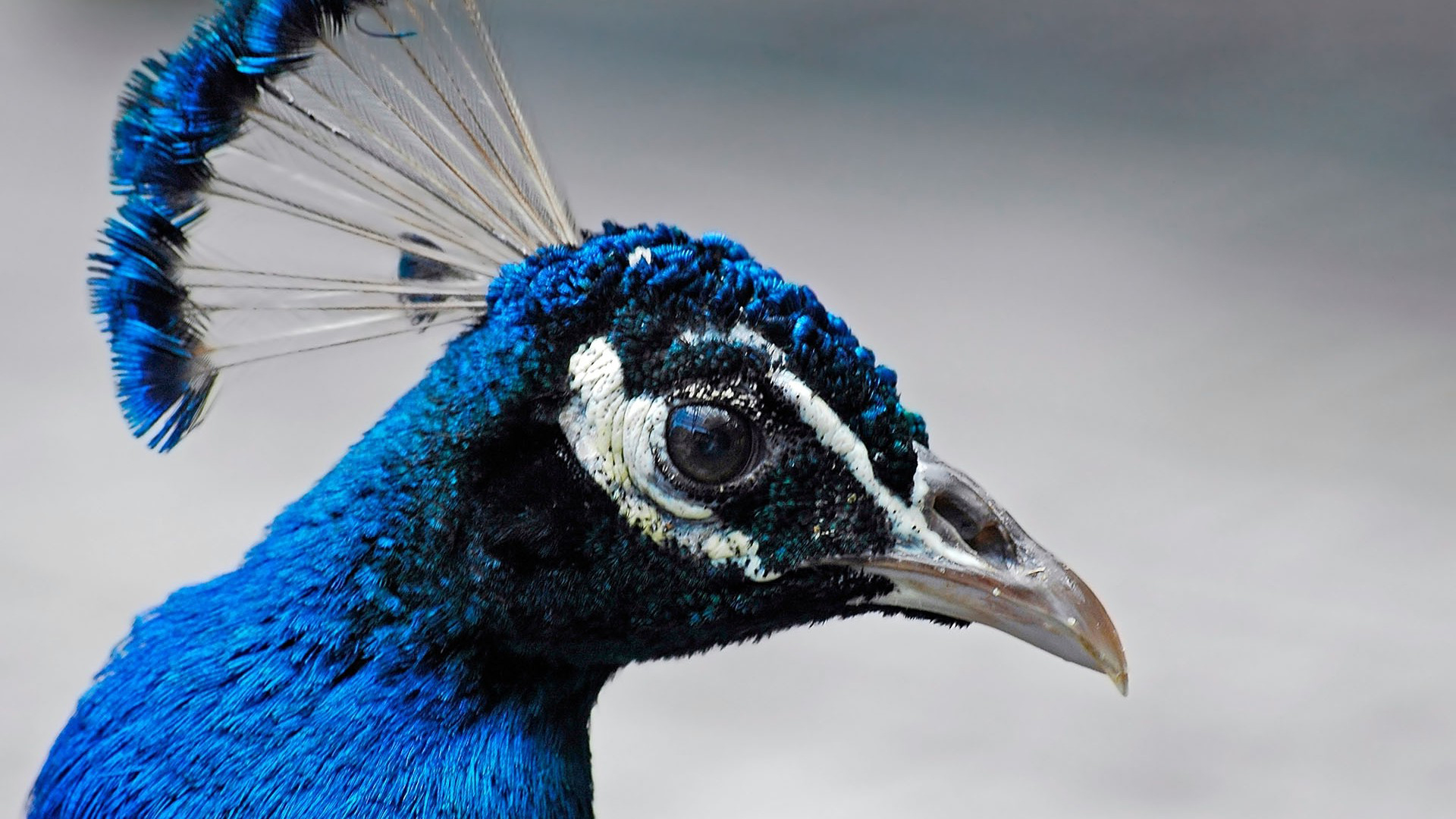 HD desktop wallpaper: Birds, Animal, Peacock download free picture #281732