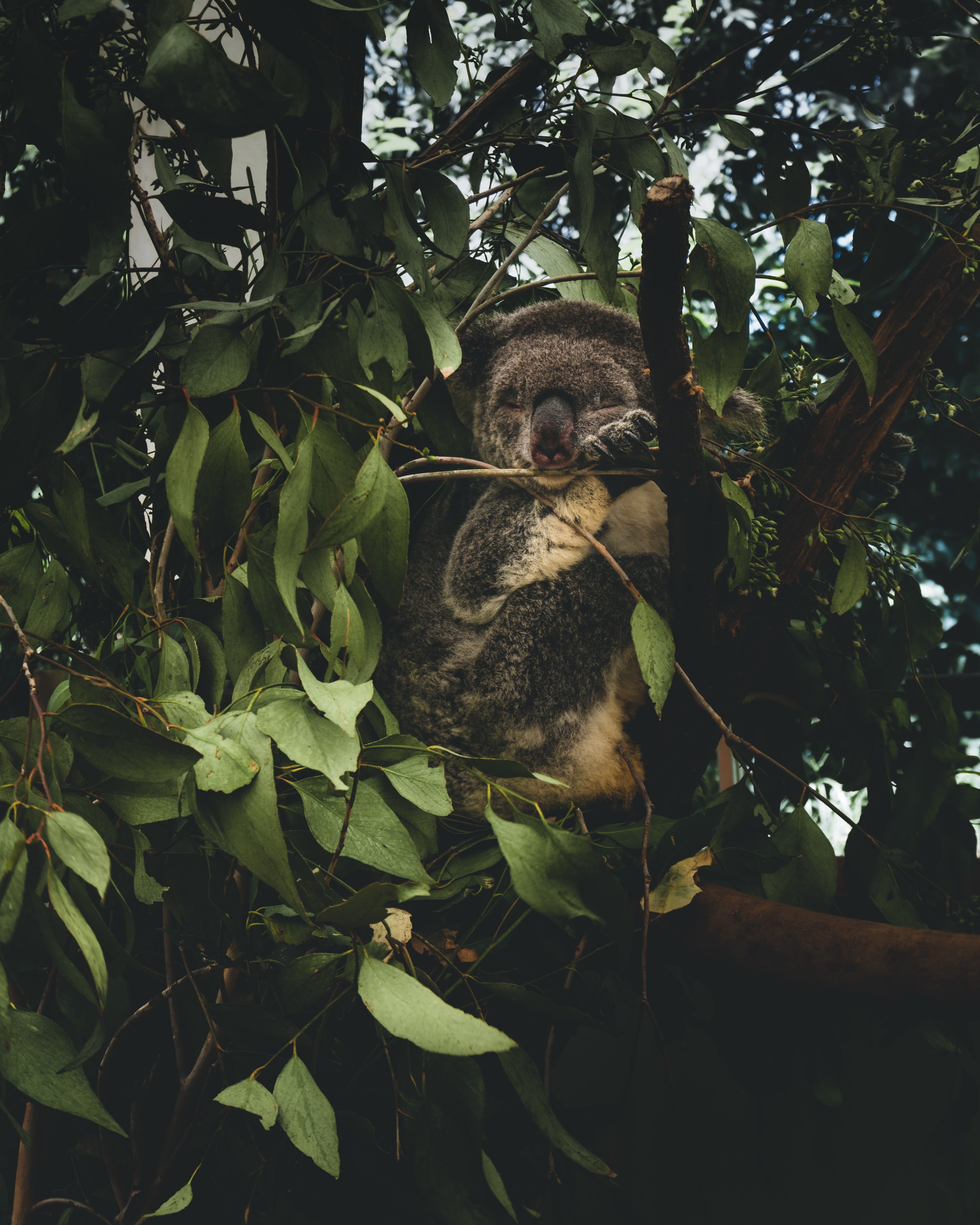54552 Hintergrundbild herunterladen tiere, blätter, geäst, zweige, wilde natur, wildlife, koala - Bildschirmschoner und Bilder kostenlos